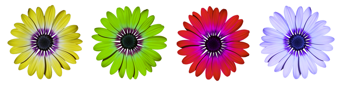 Margarete colorate pe fundal negru — Flori Fundal