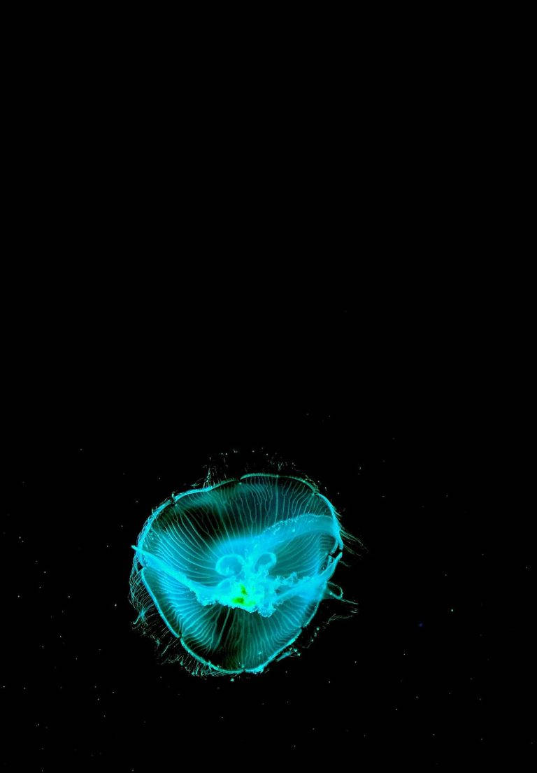 Meduza Neon Cian iPad 2021 Fundal