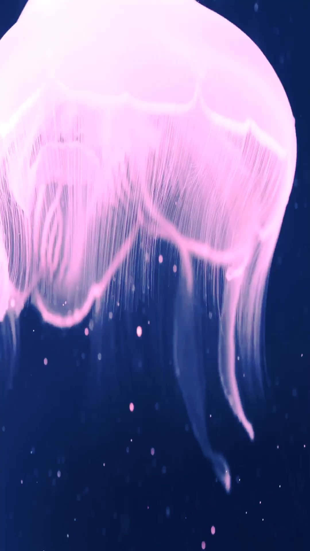 Meduza Roz iPhone 7 Plus Live Fundal