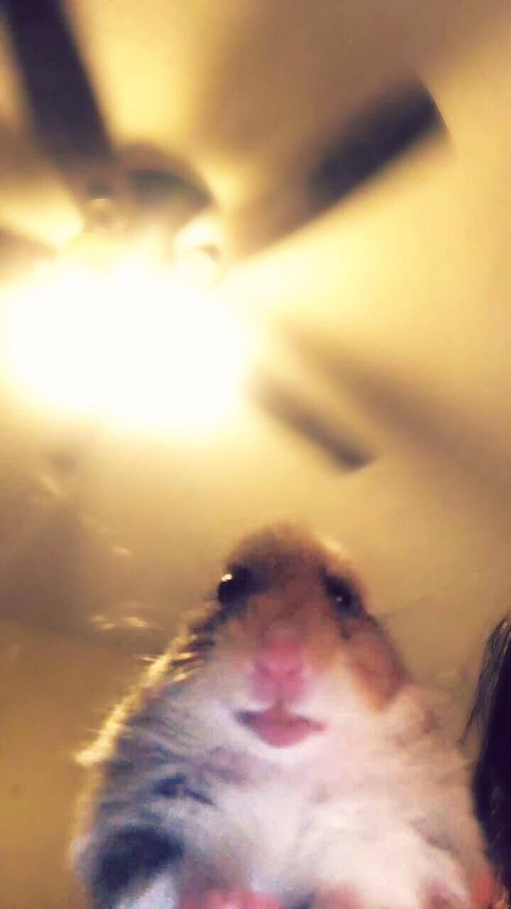 "Meme cu Hamster Virtual" Fundal