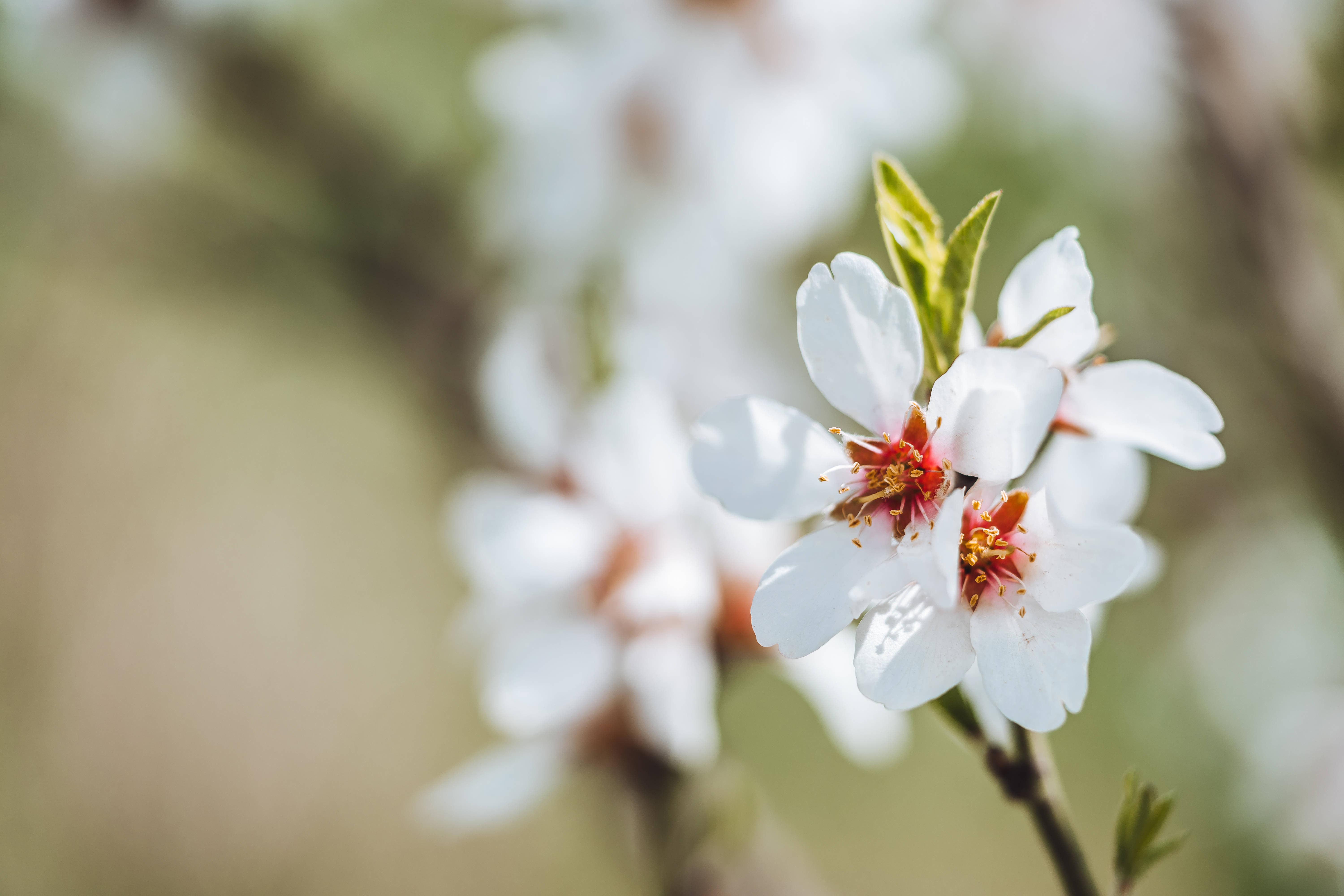 Migdal înflorit – flori albe estetice Fundal