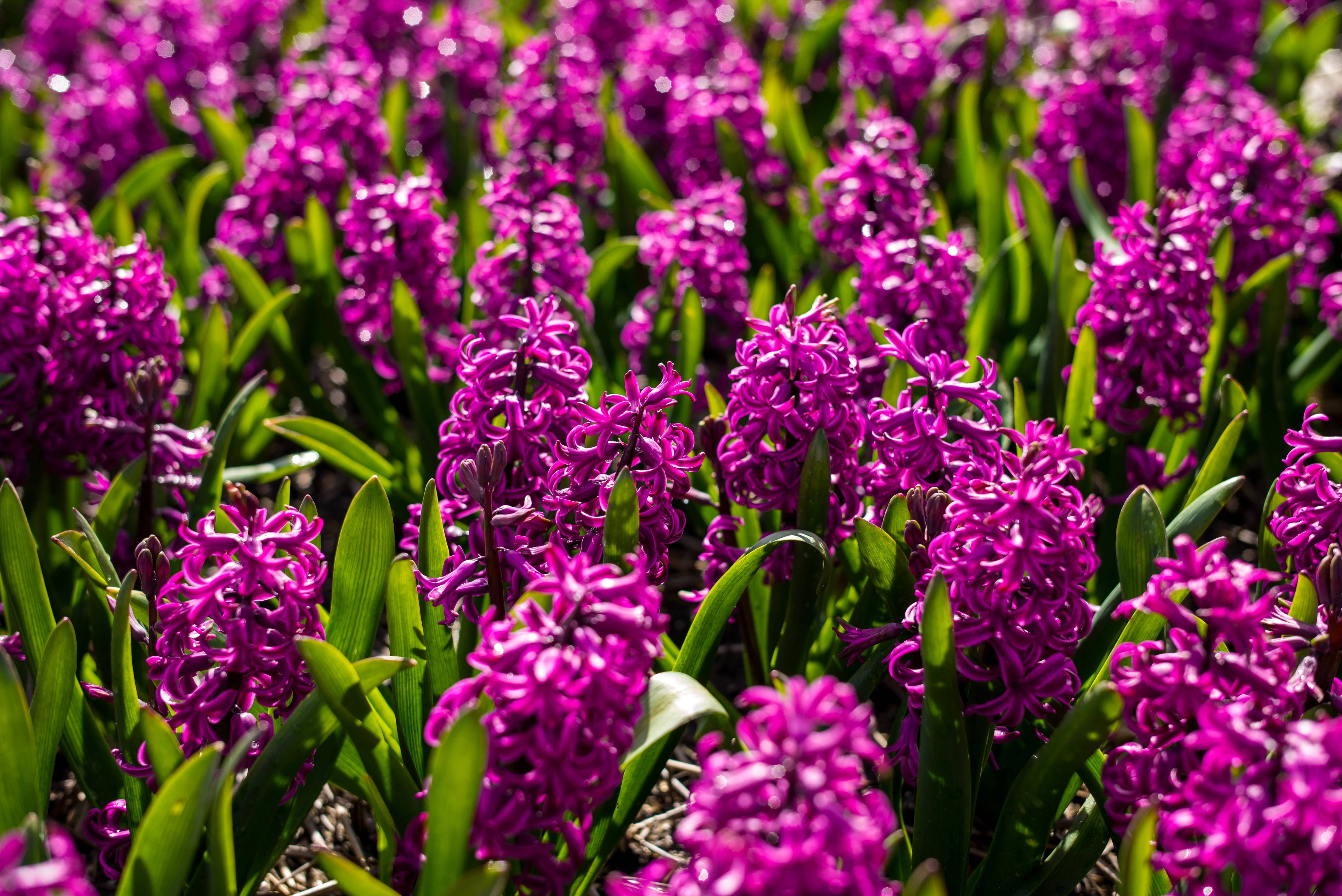 Miss Saigon Hyacinth Flower Field Fundal