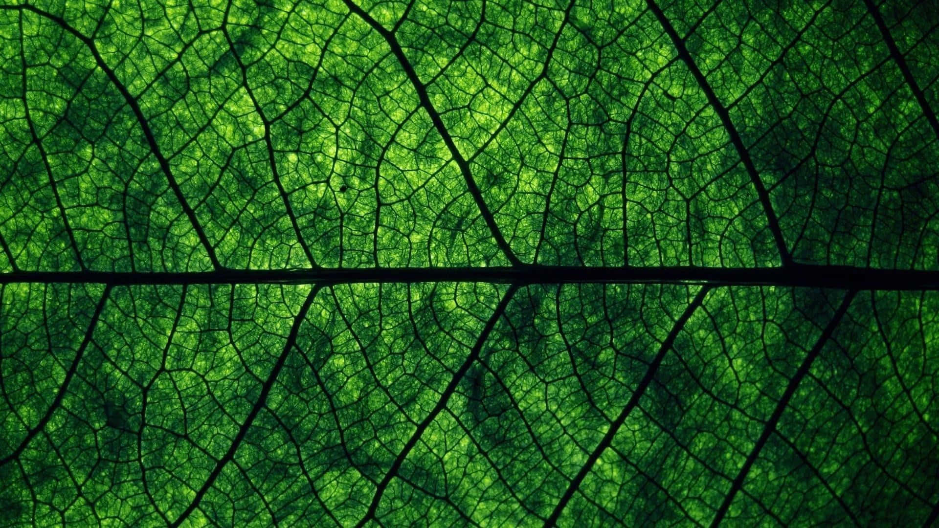 Model frumos de fundal verde închis Fundal