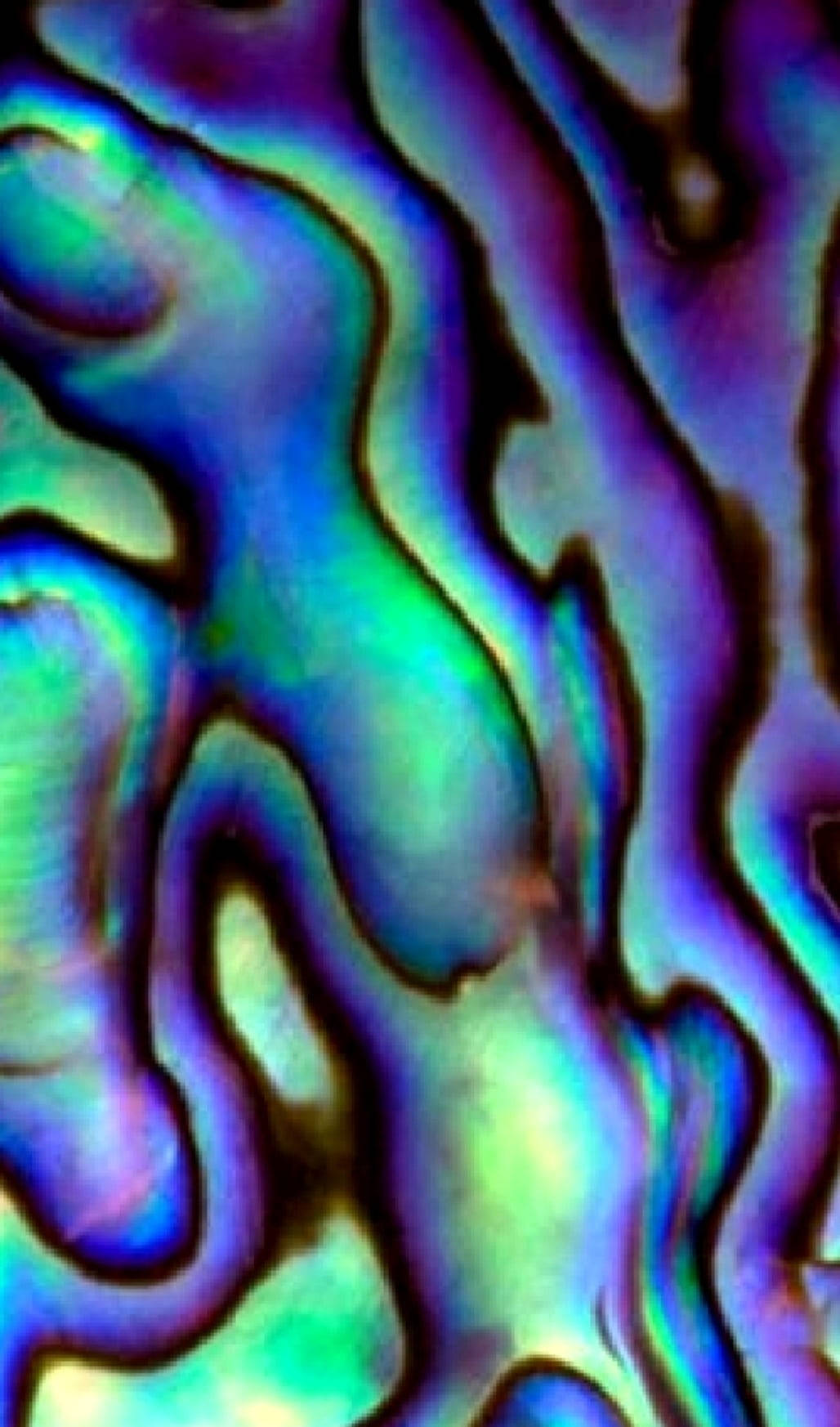 Model Radiant de Scoică Abalone Fundal