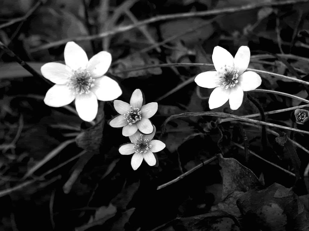 Monocrom Floare Albă Fundal