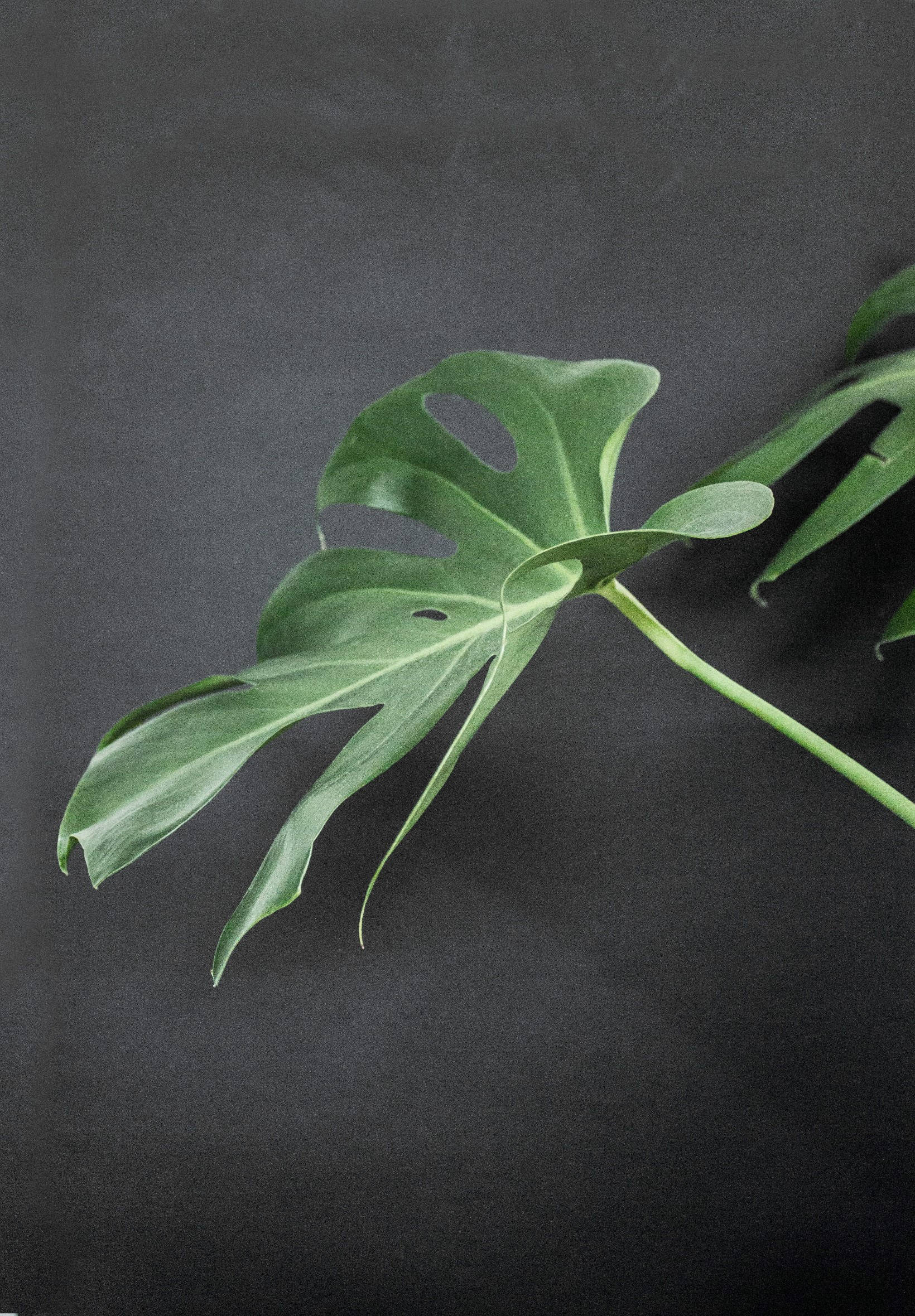 Monstera Pe Suprafață Neagră Fundal