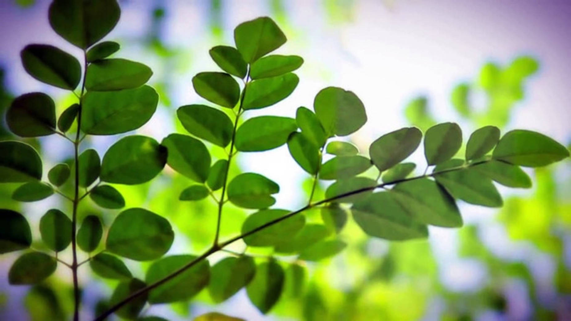 Moringa Oleifera în Plenă Dezvoltare - Minunea Medicinală a Naturii Fundal