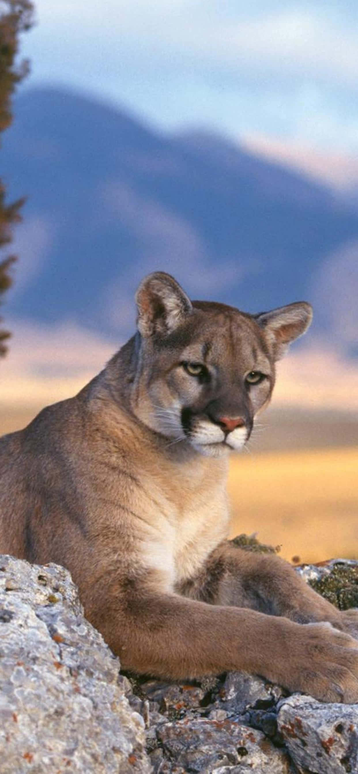 Mountain Lion întins pe stâncă imagine telefon Fundal