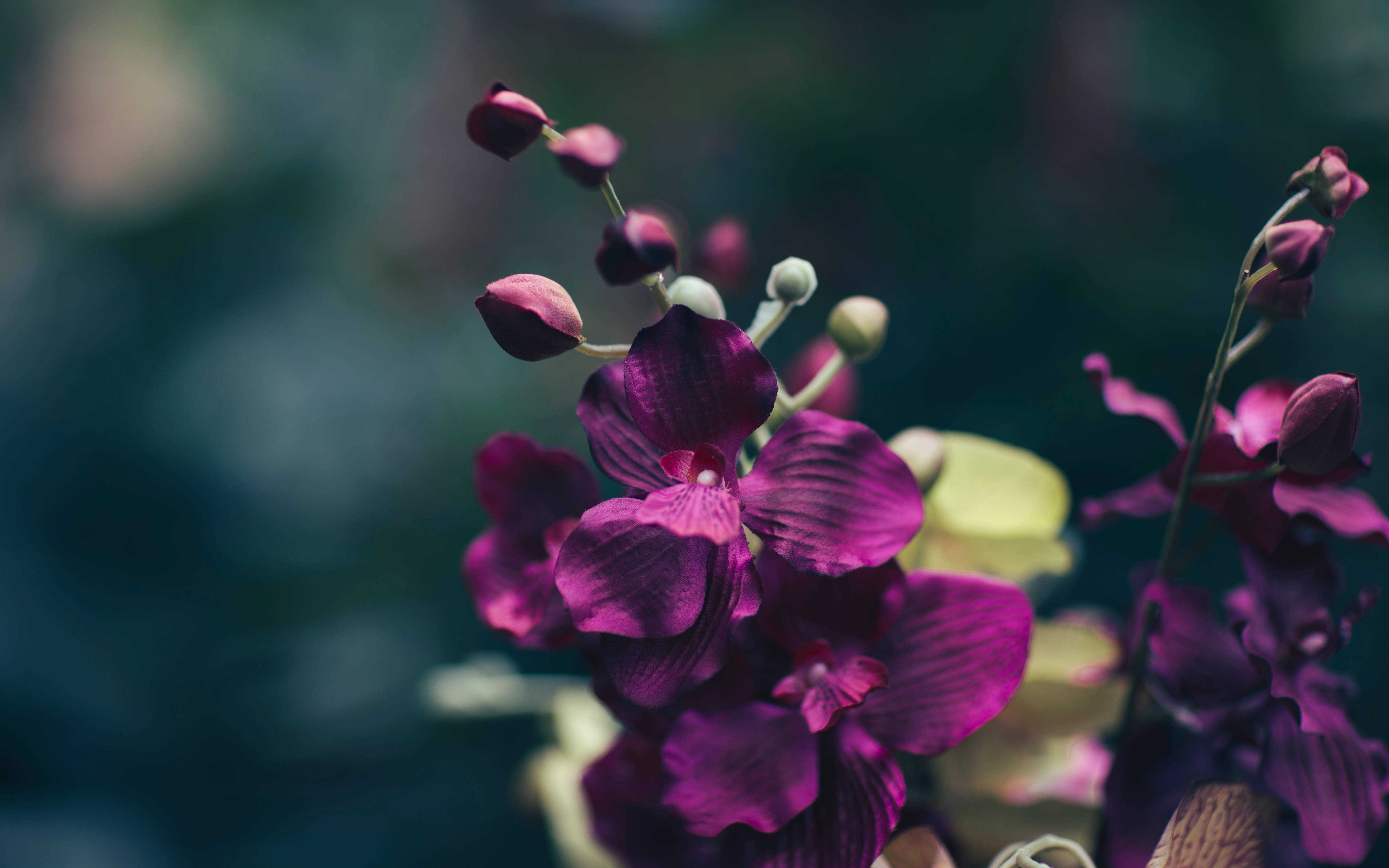 Mov floral întunecat Fundal