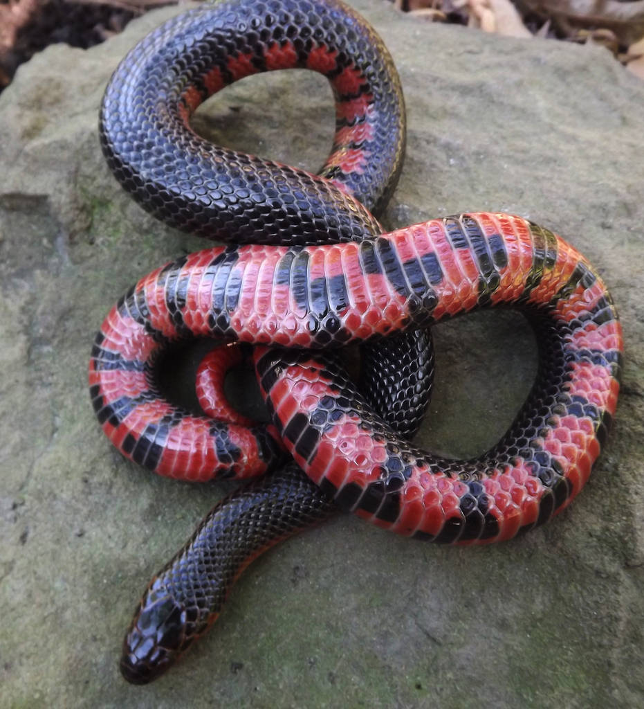Mud Snake Basking On A Rock Fundal