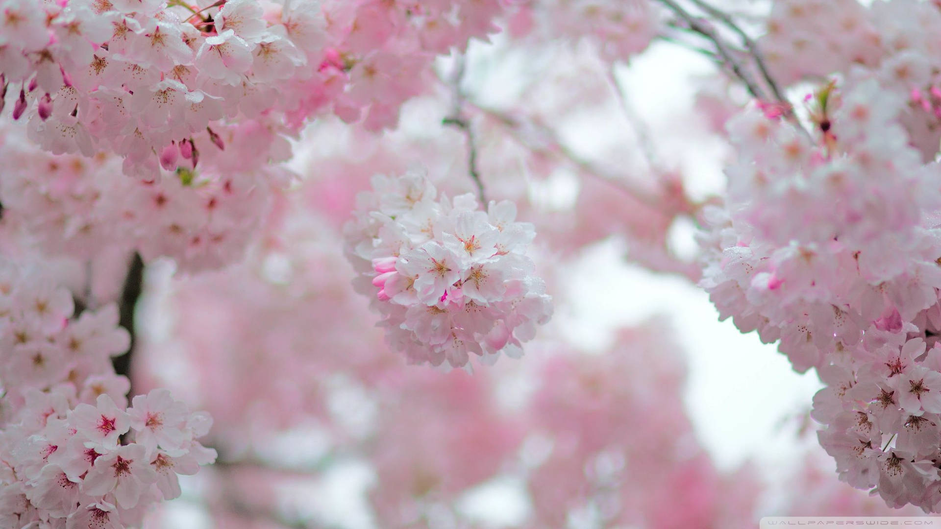 Muguri de Cireș înfloriți Wallpaper — Floare de cireș Fundal
