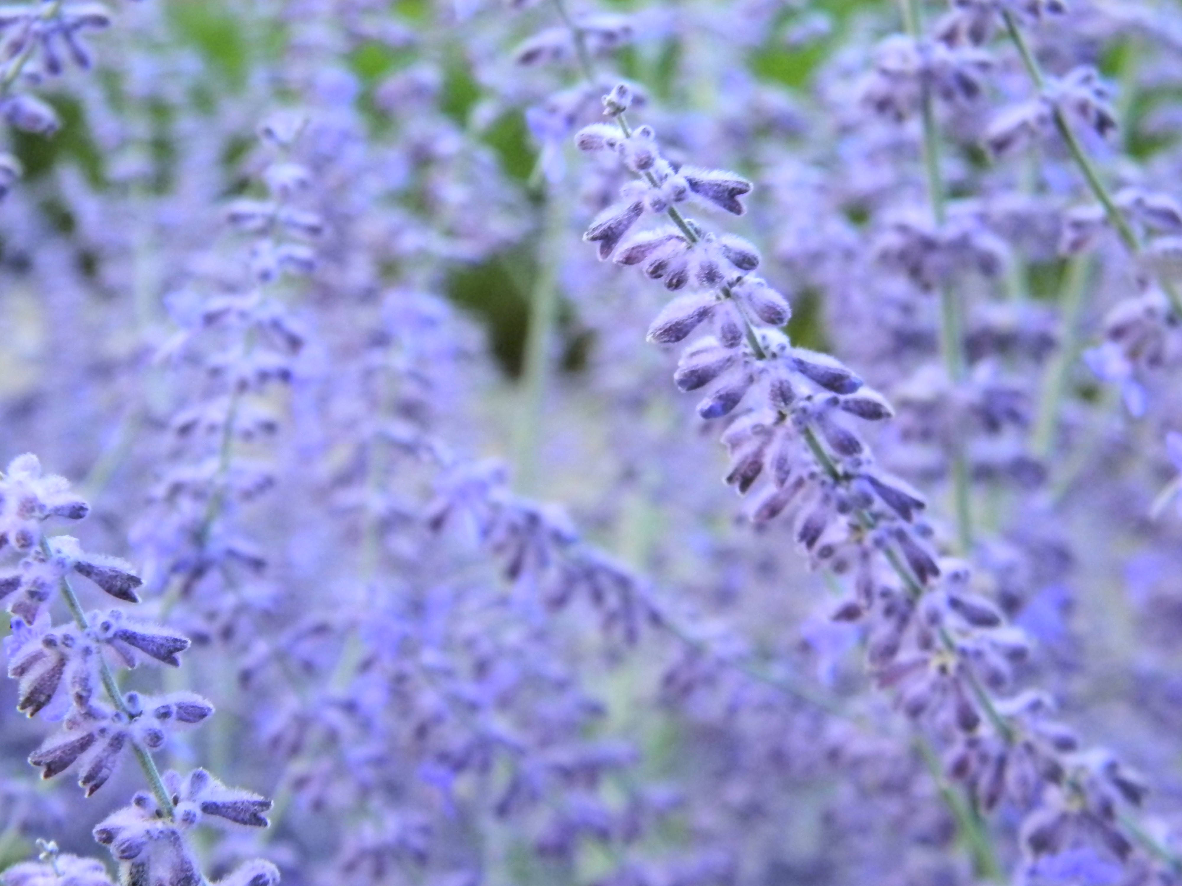 Muguri de flori de lavandă înfloriți, estetică elegantă Fundal