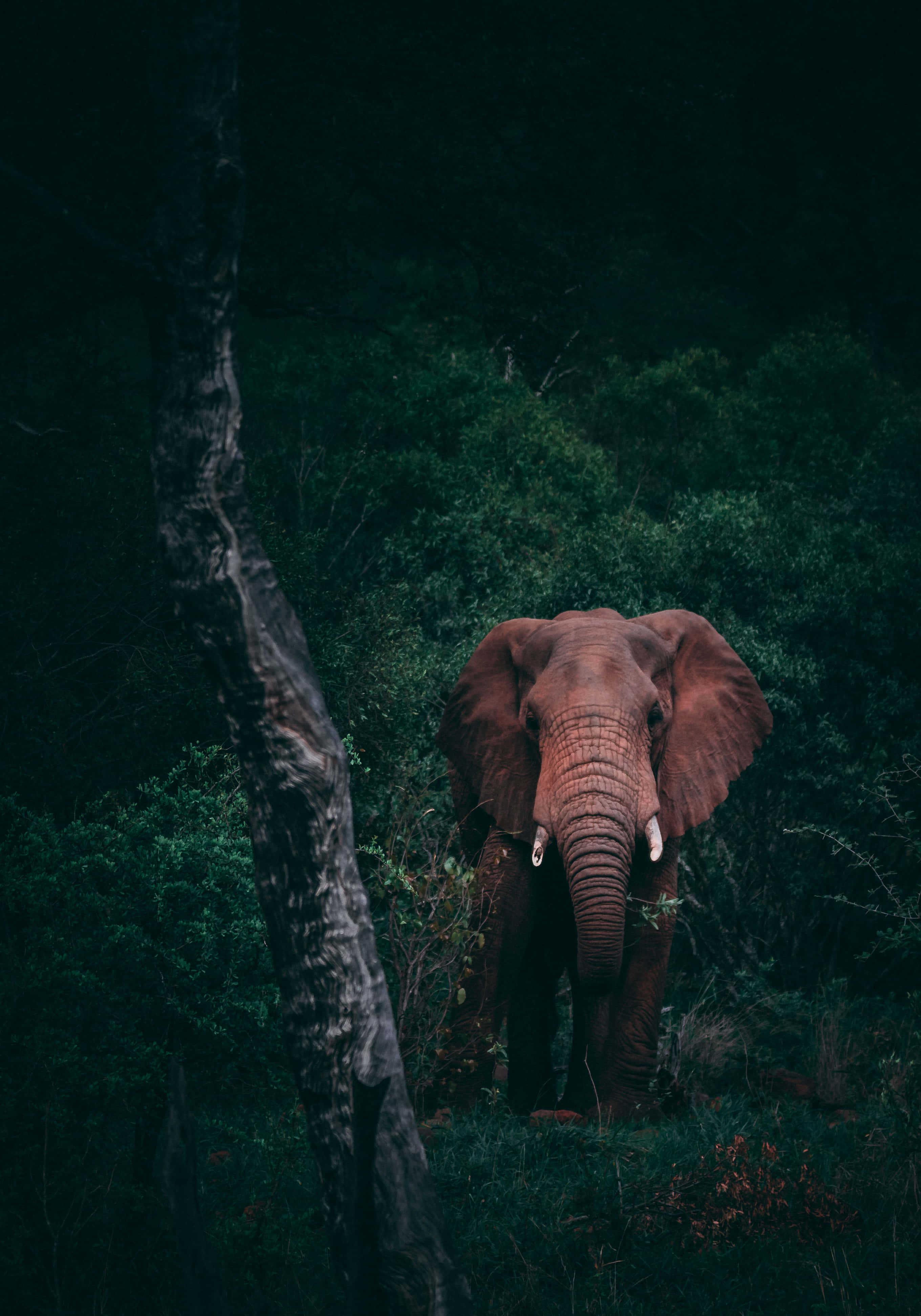 Munca în deplasare cu Laptopul Elephant Fundal