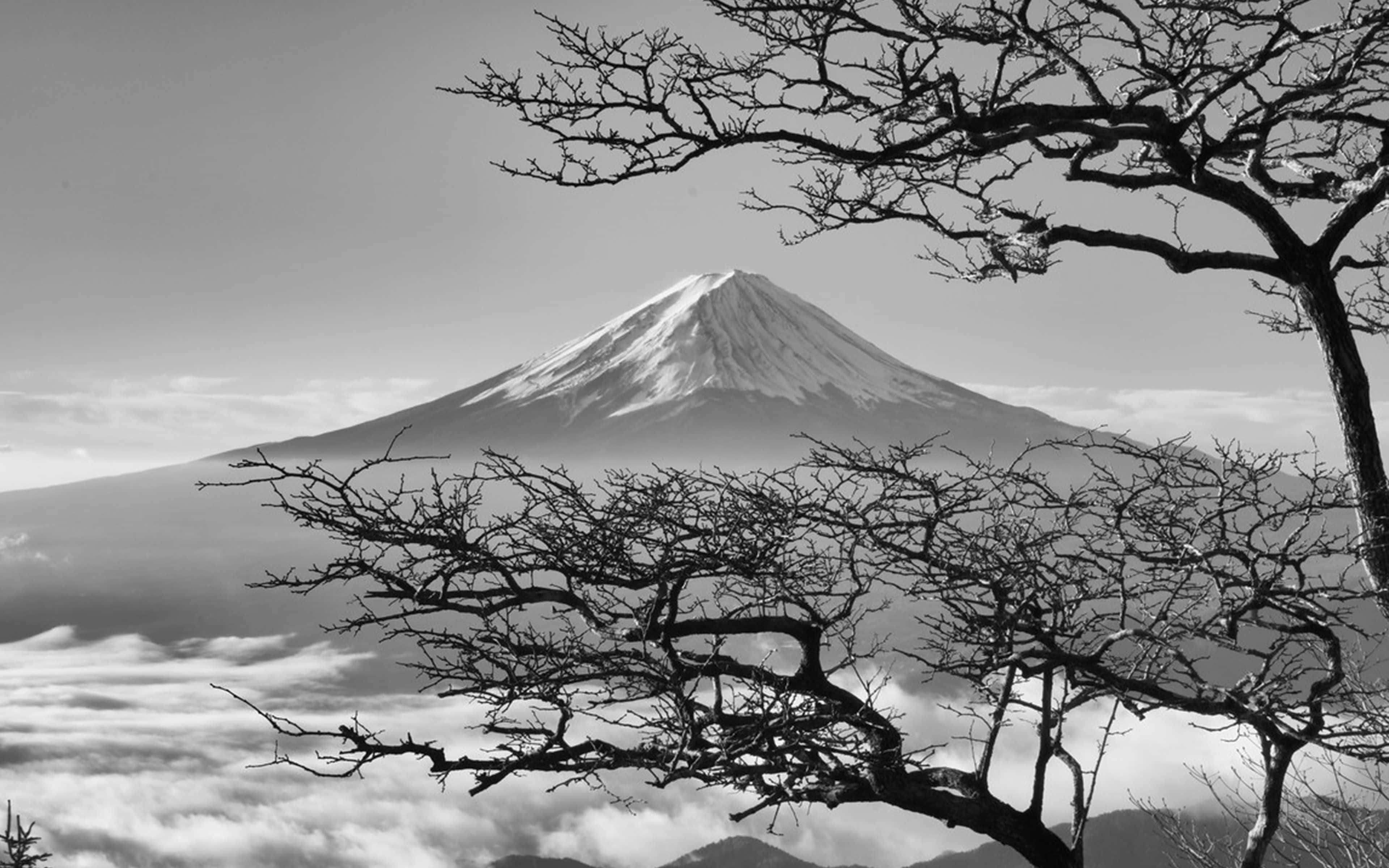 Muntele Fuji întunecat japonez cu flori de cireș Fundal