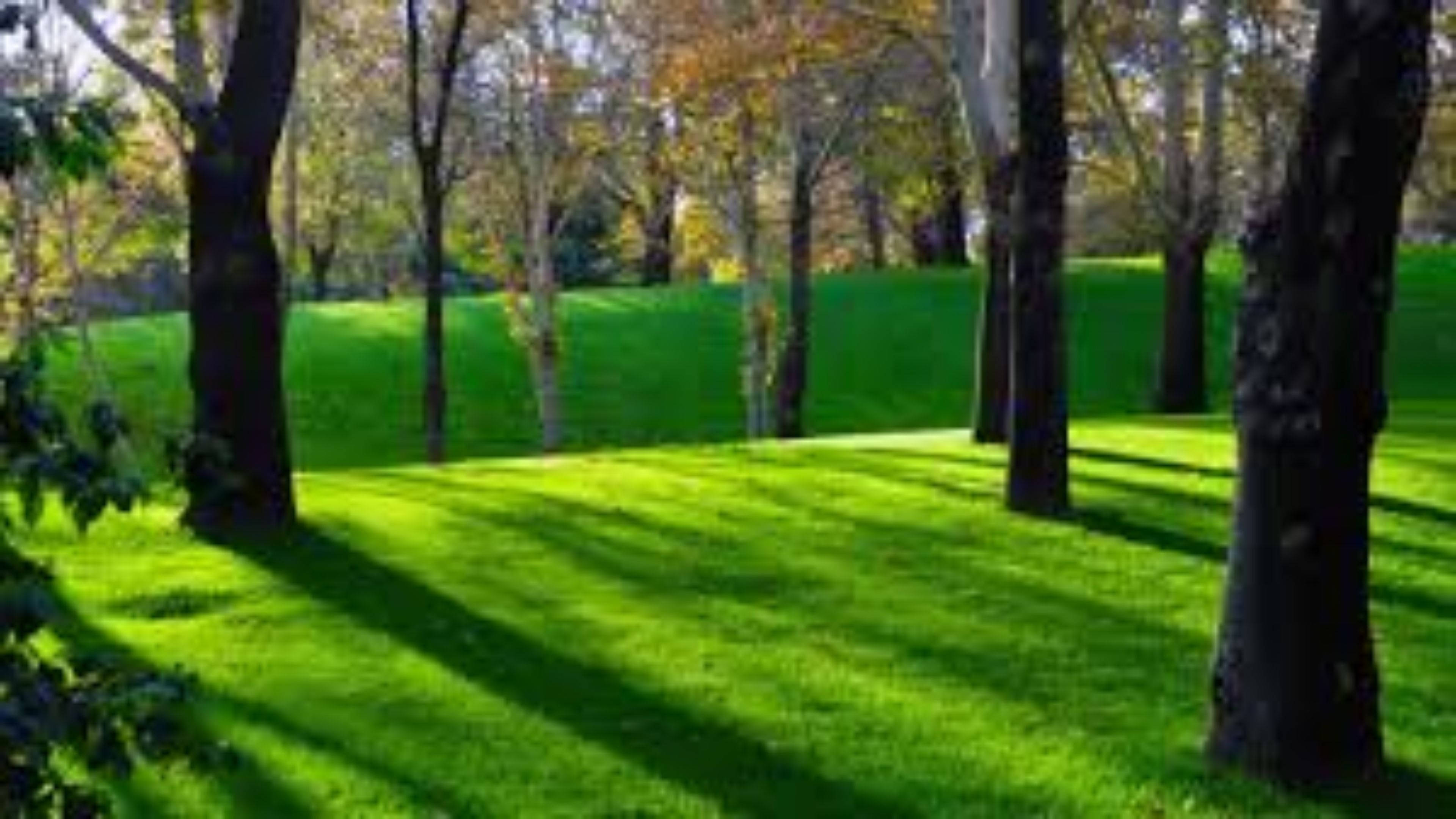 Natură 4K Iarbă Verde Fundal