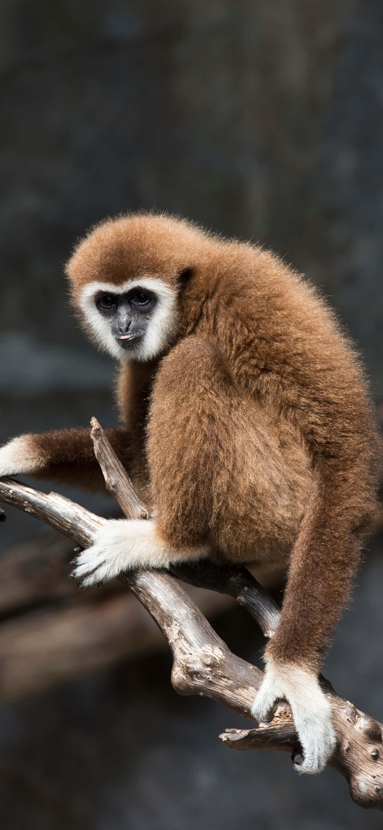 Natura Cheamă - iPhone Xs Max Gibbon Fundal