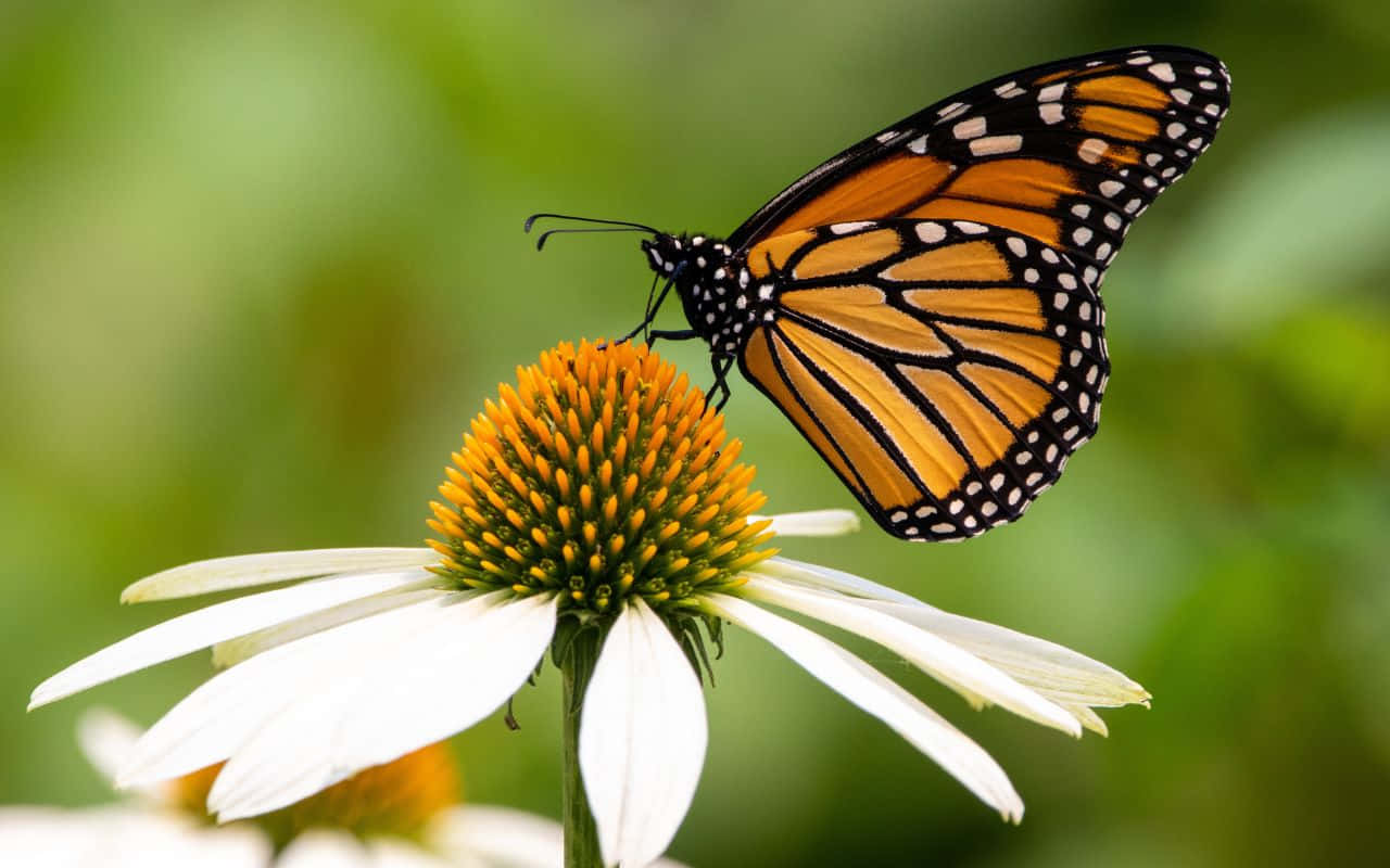 Natura înflorind primăvara Fundal