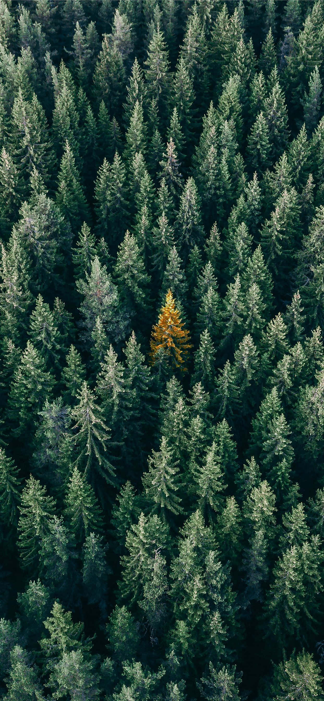 Natura prinde viață pe uluitorul wallpaper Trees iPhone Fundal
