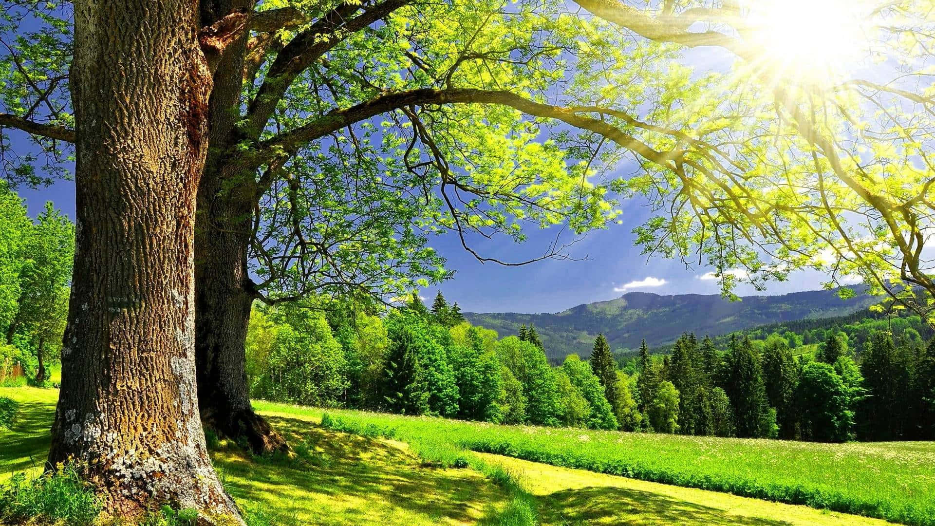 Natură Verde și Însorită de Vară Fundal