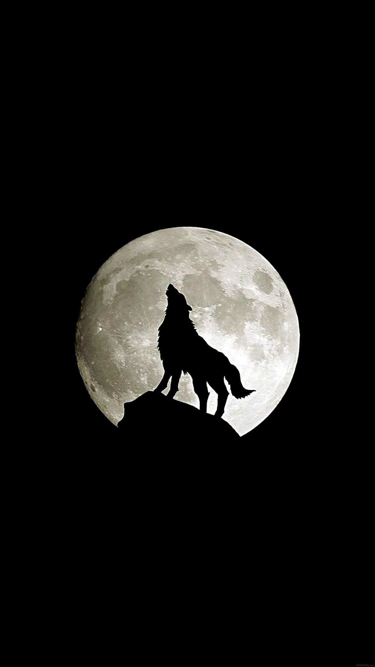 Navighează prin sălbăticie cu Wolf iPhone Fundal