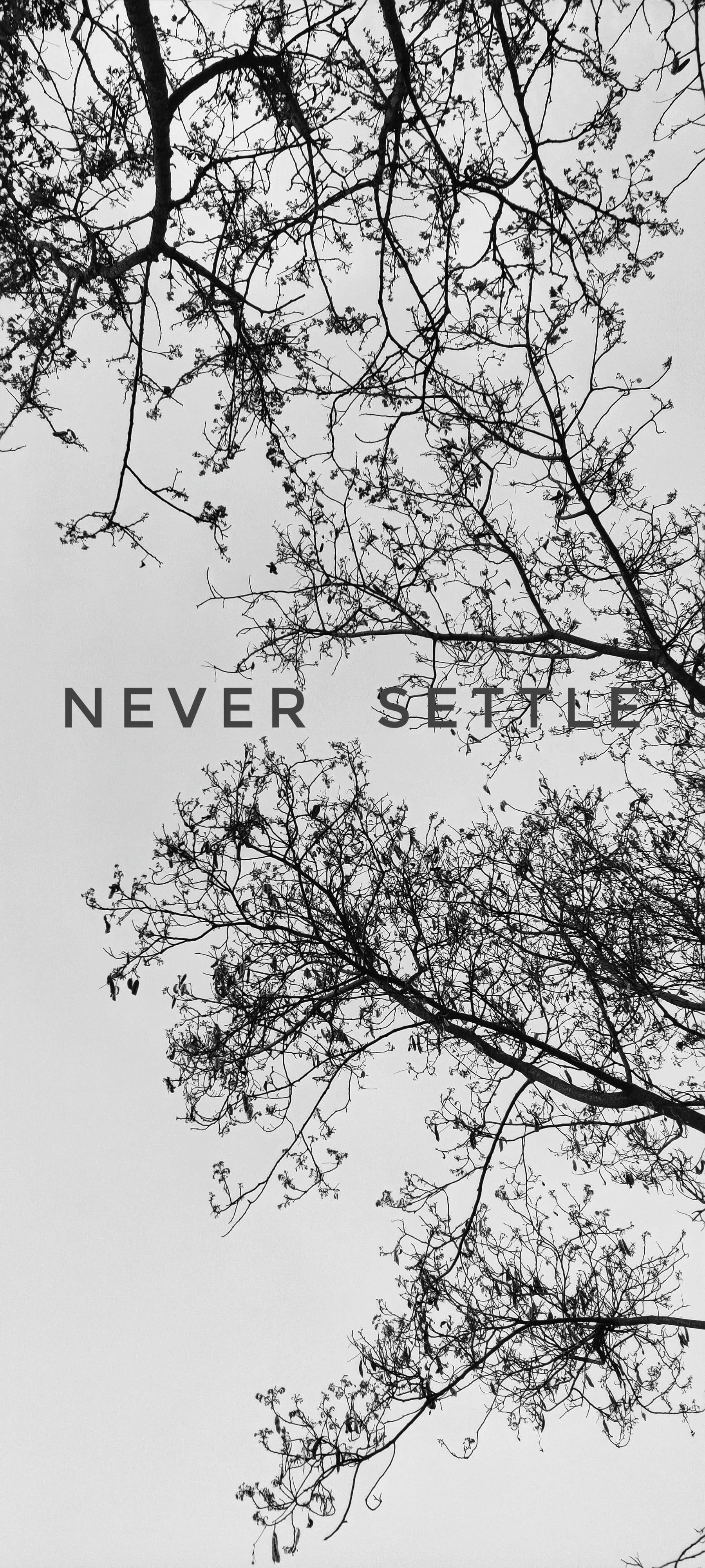 Never Settle Alb Negru Copac Fundal