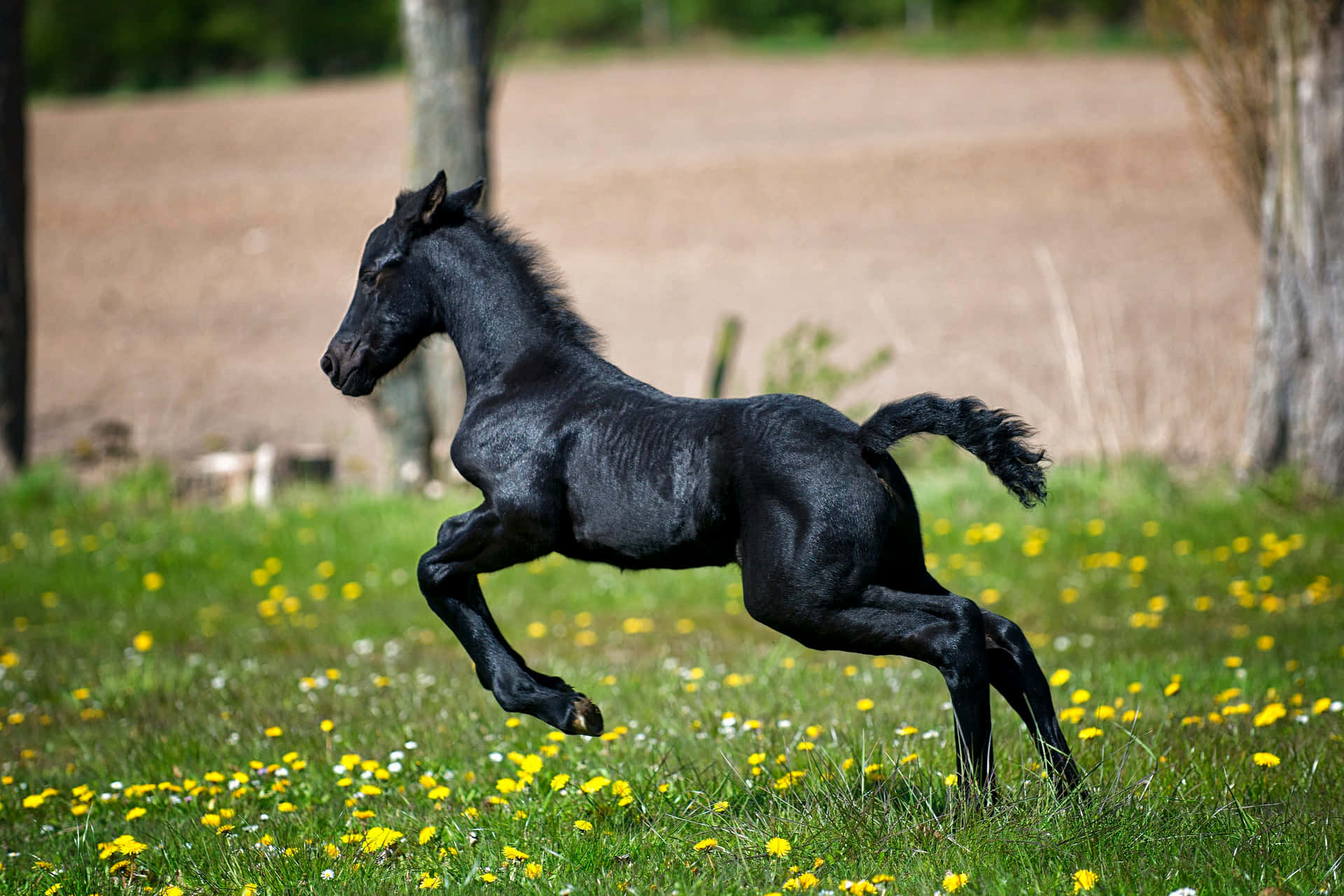 Nimeni nu poate rezista farmecului acestui căluț adorabil! Fundal