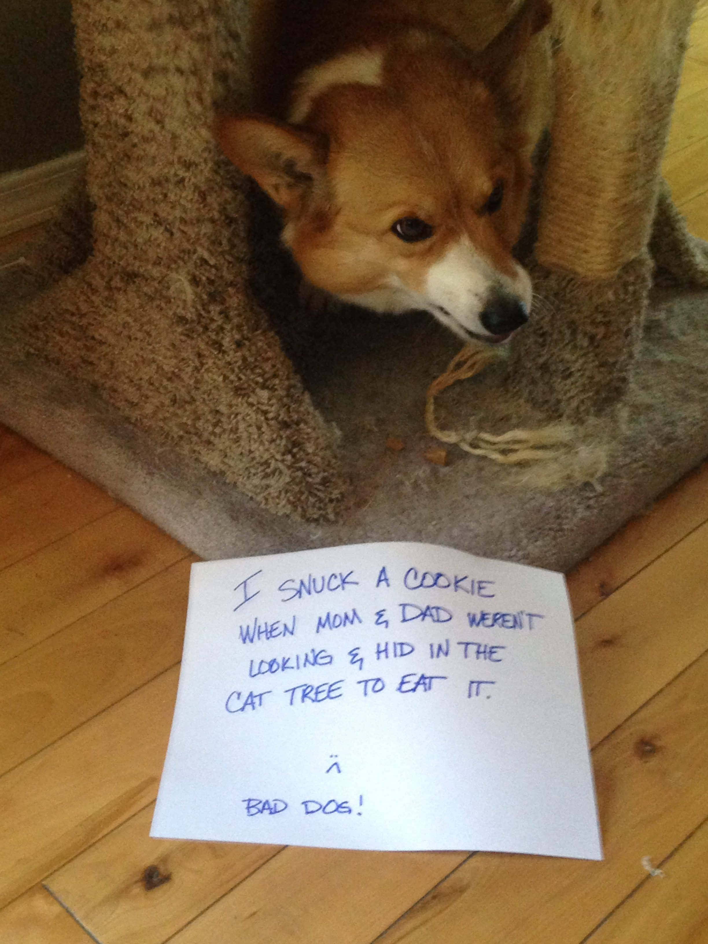 „Nu mă pot opri din râs la această imagine amuzantă de corgi!” Fundal