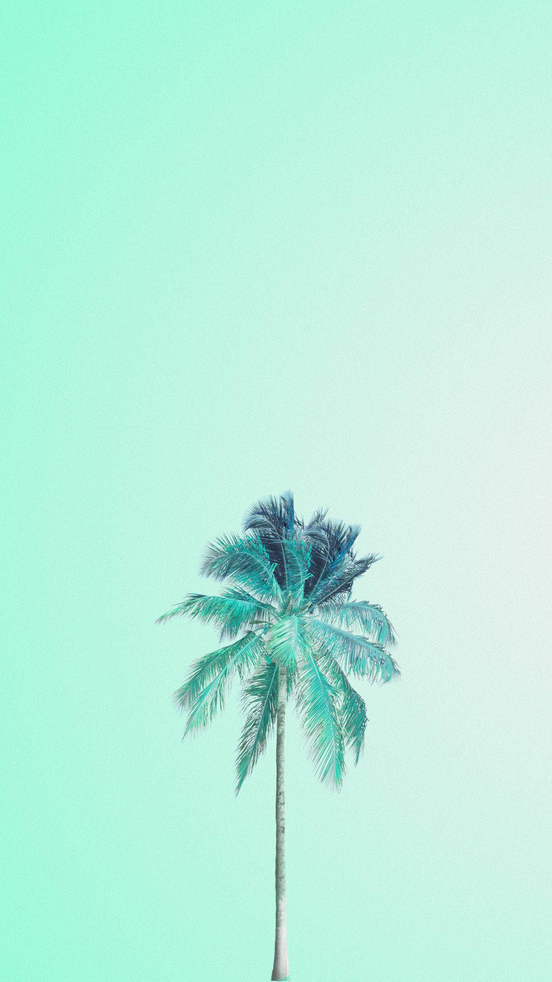 Nucă de cocos pe fundal verde pastel Fundal