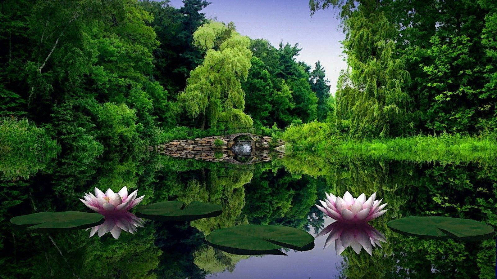 Nufăr Full HD 1600x900 Fundal