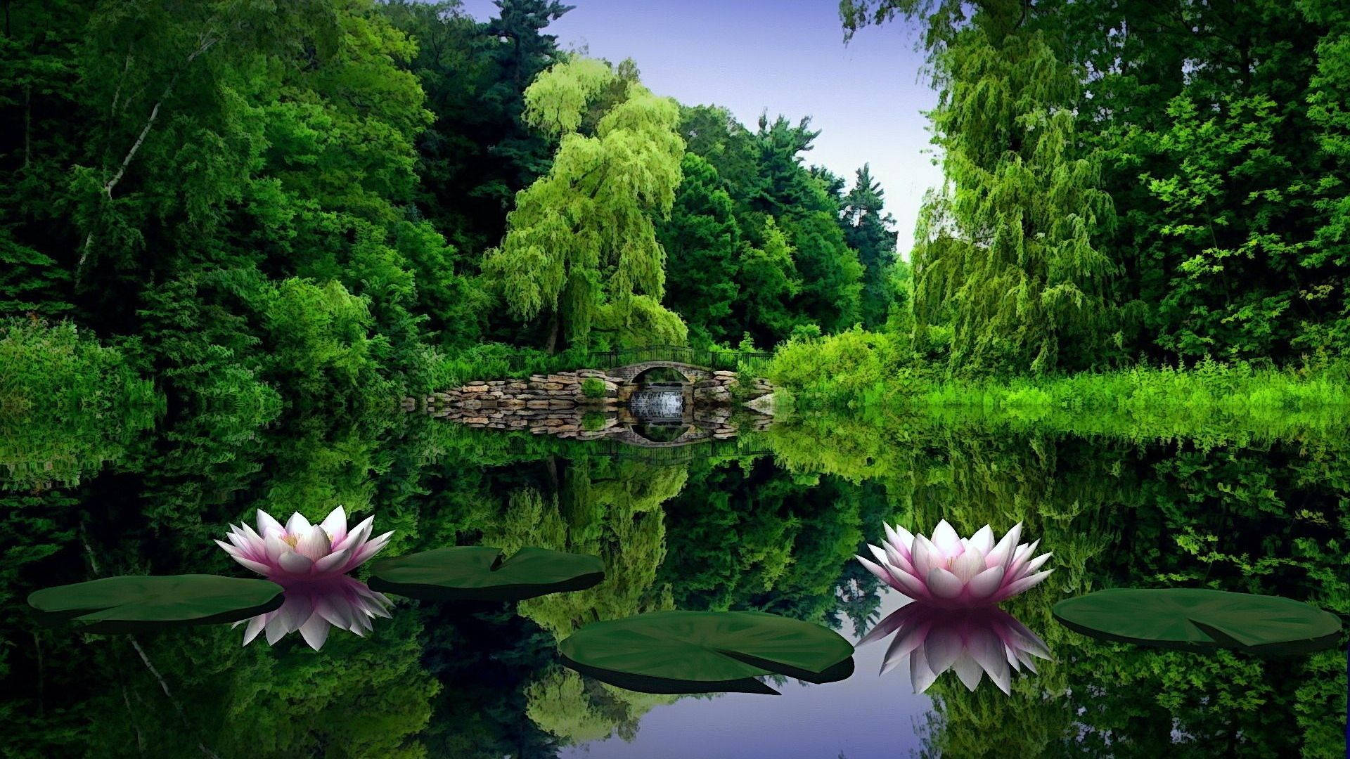 Nufăr în natură Full HD 1920x1080 Fundal