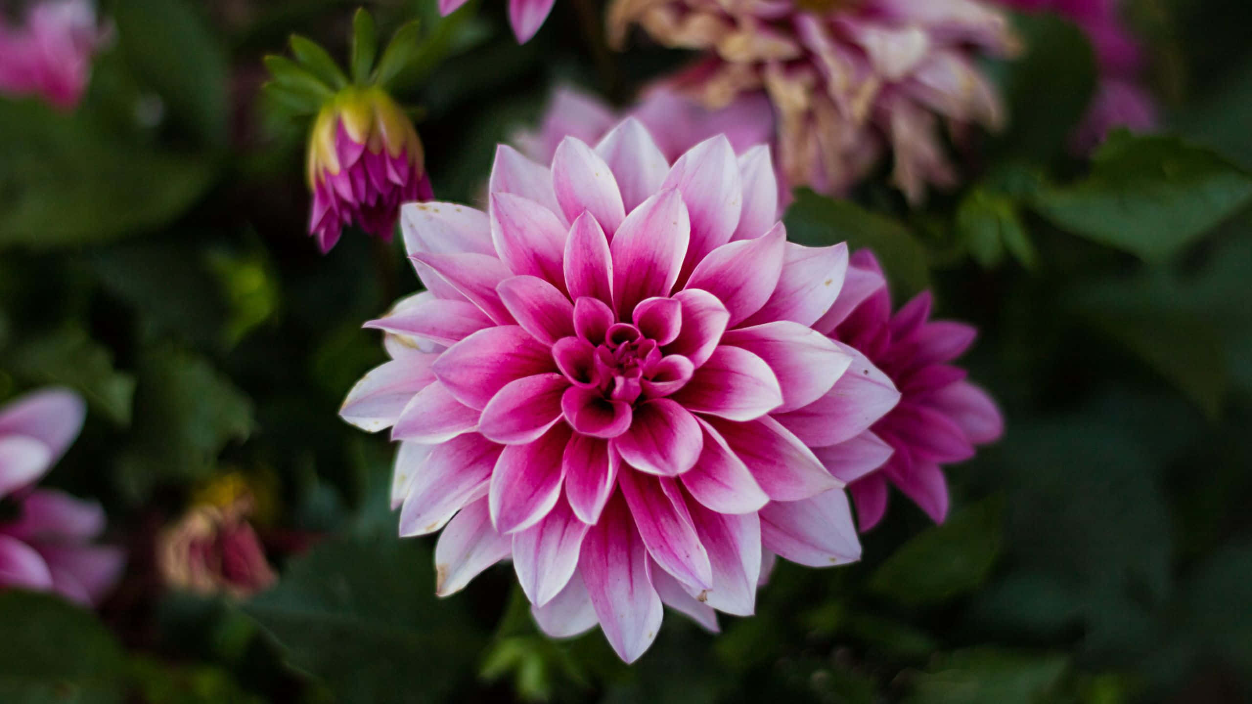 O apropiere de flori de dalie roz Fundal