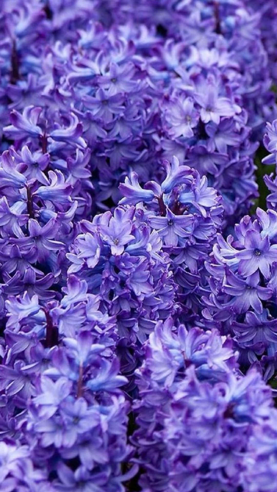 o apropiere de flori mov într-o grădină Fundal