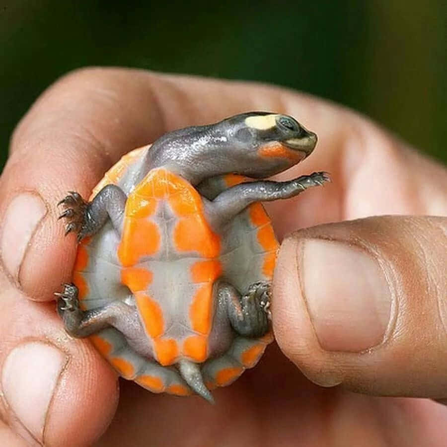 O broască țestoasă adorabilă care se plimbă Fundal