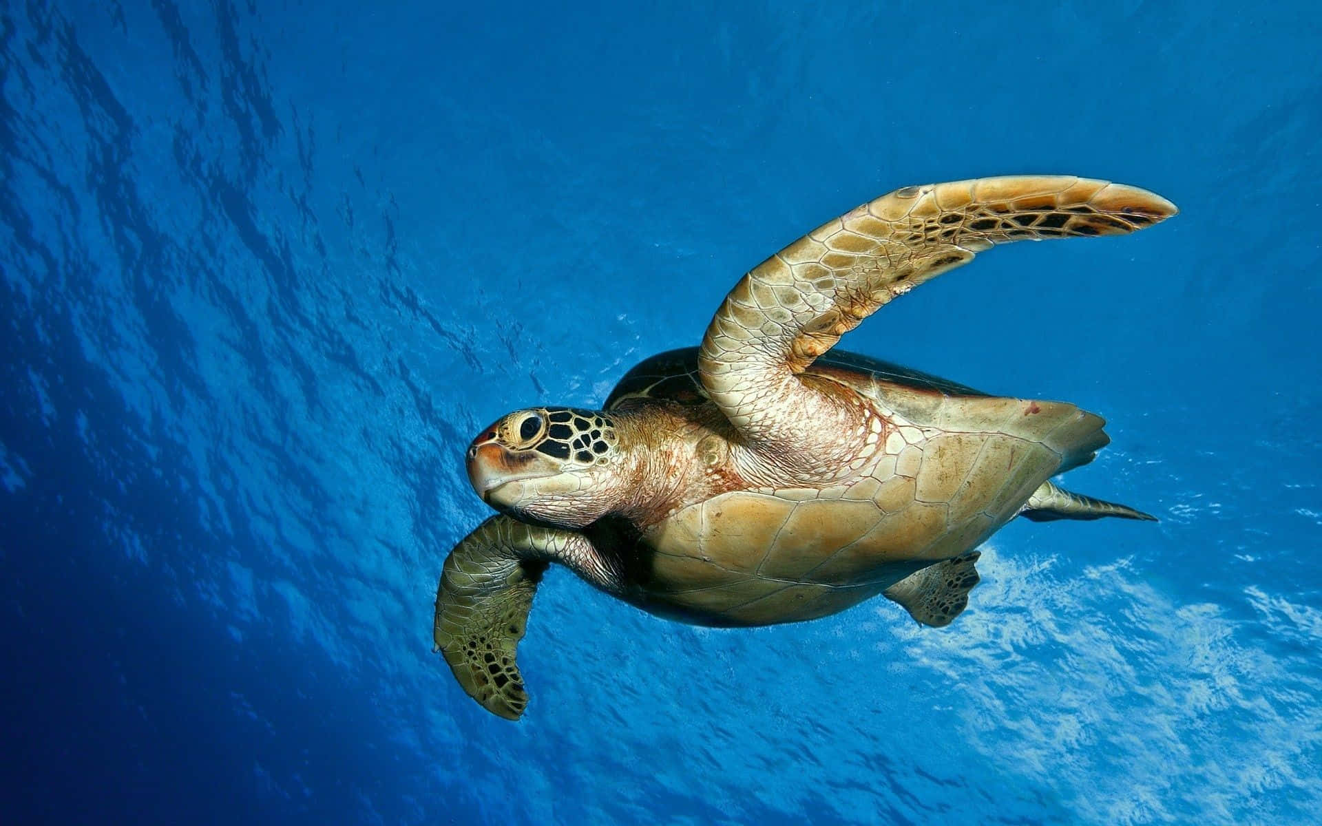 o broască țestoasă verde înotând în ocean Fundal