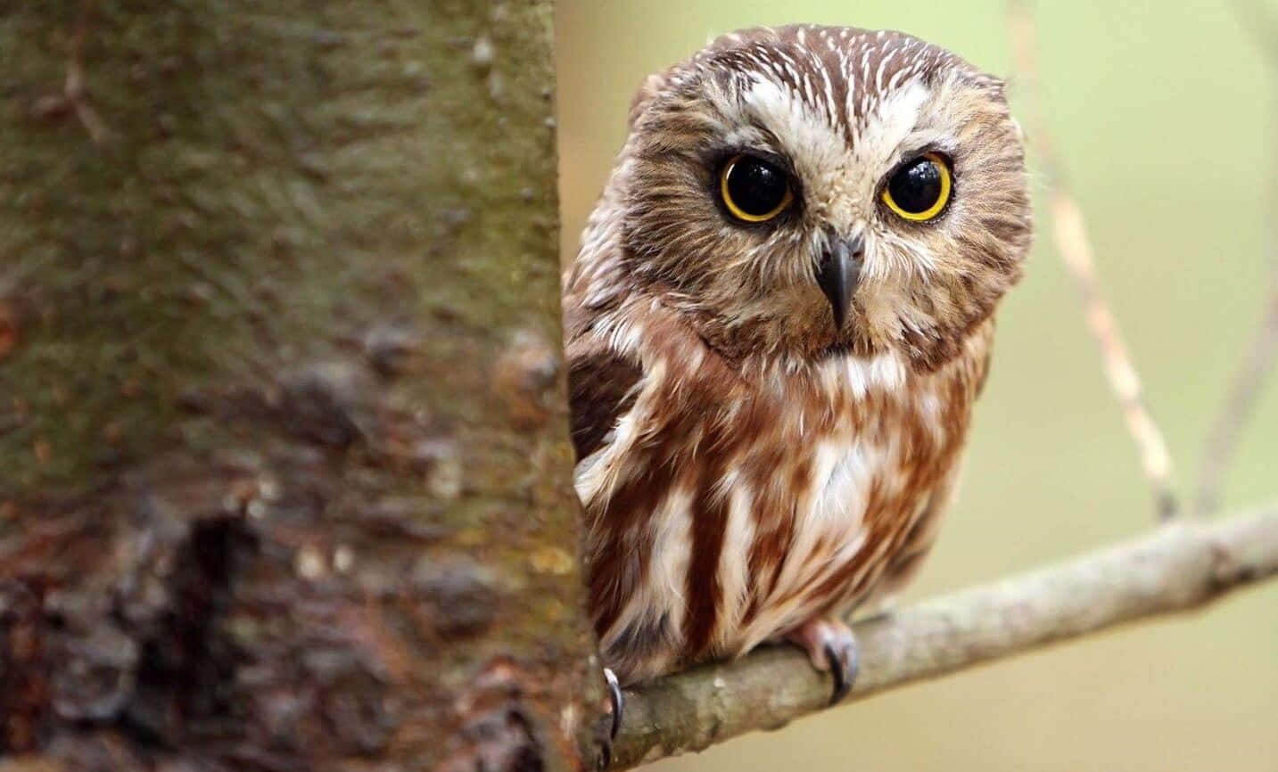 O bufniță adorabilă și drăguță pe o ramură de copac Fundal