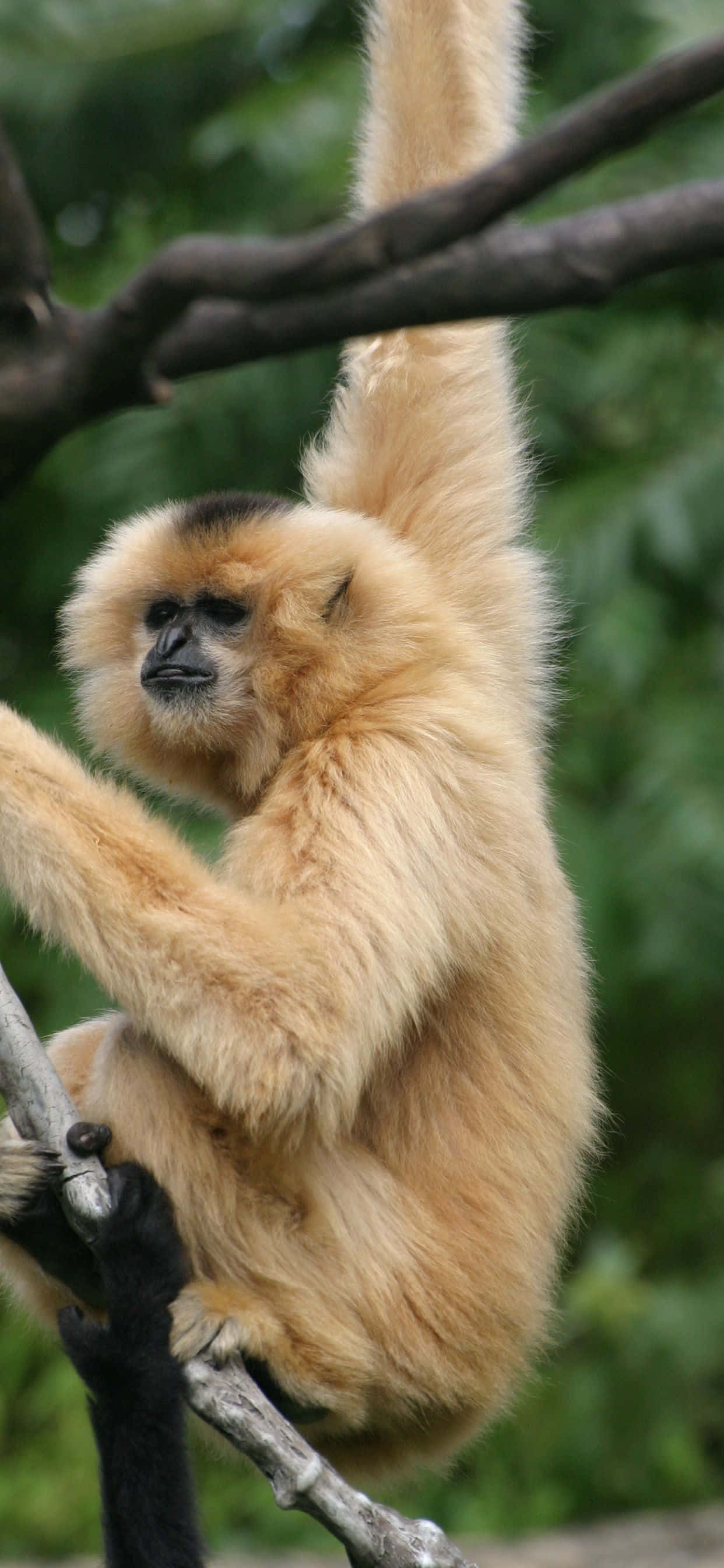O combinație năzăroasă între un iPhone Xs Max și un gibbon adorabil Fundal