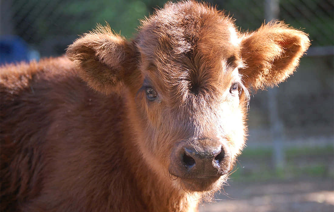 O cunoașteți pe Daisy, vaca prietenoasă! Fundal