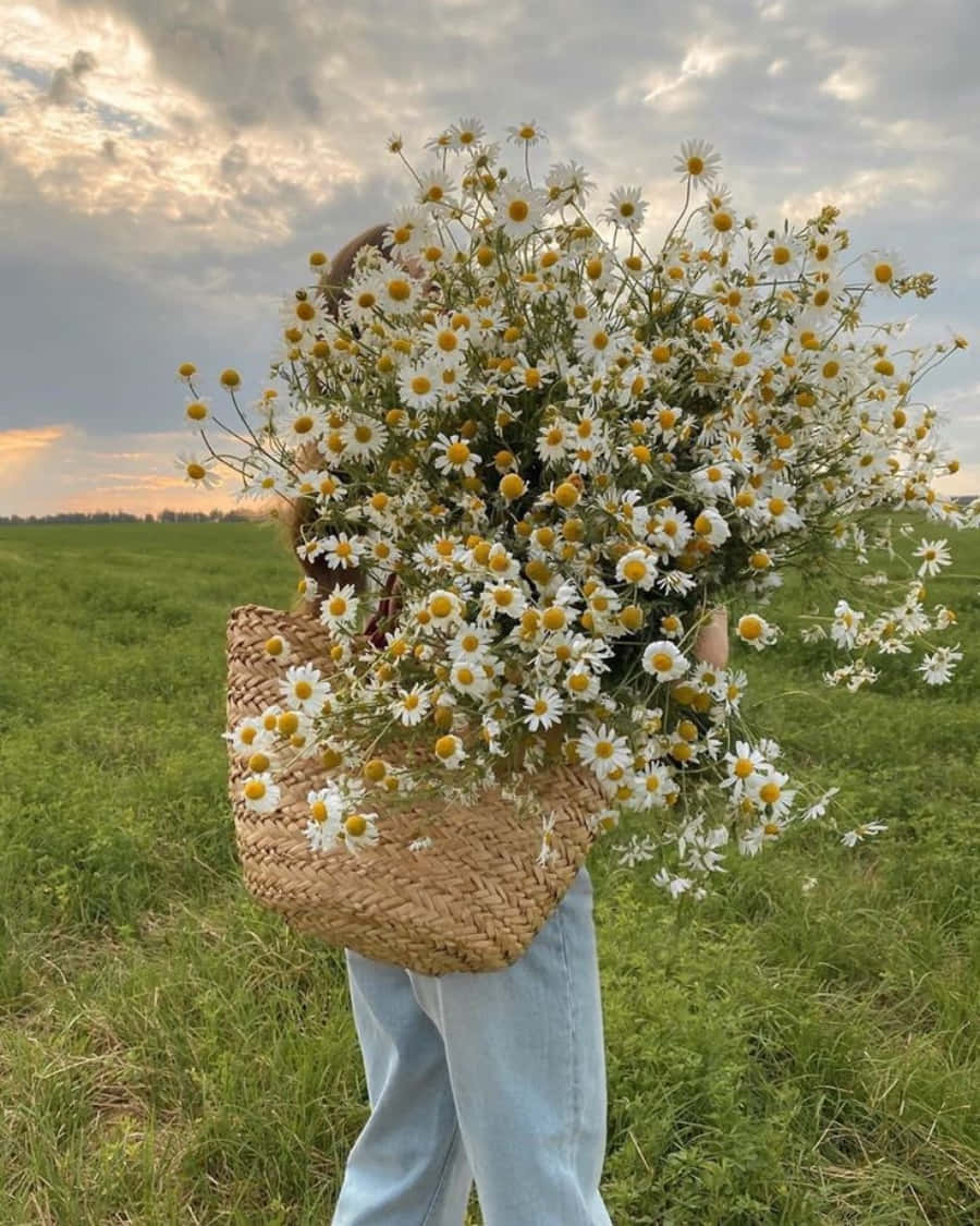 o femeie care poartă un coș plin cu margarete Fundal