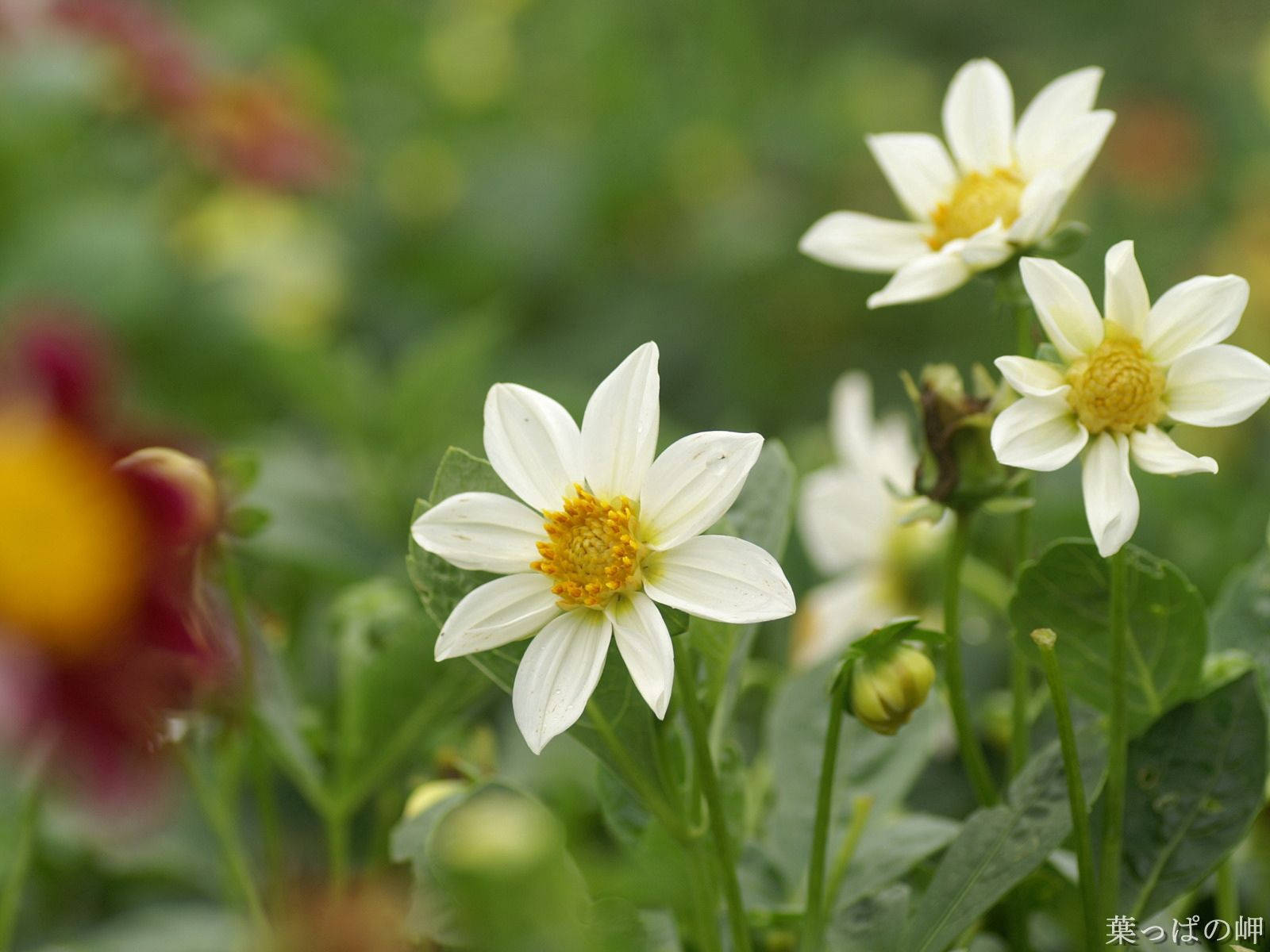 O floare albă delicată Fundal