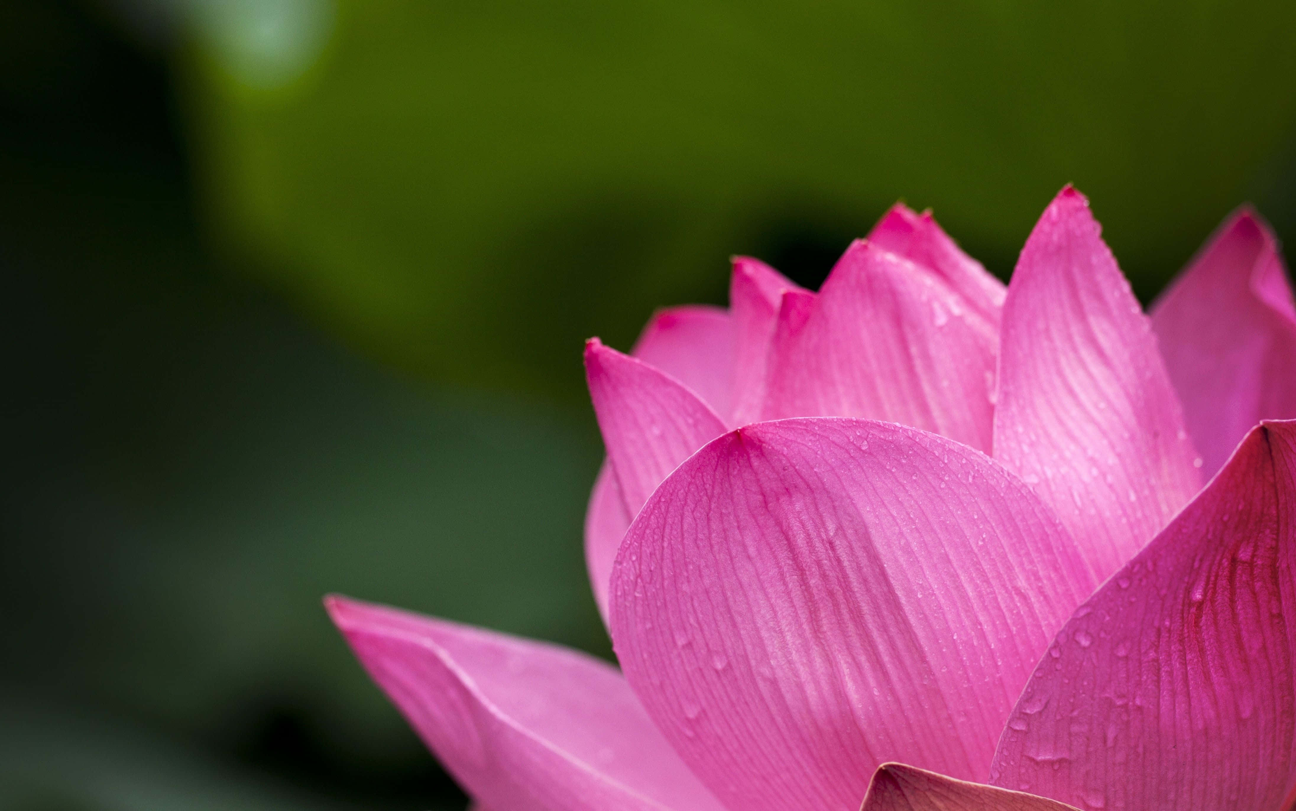 o floare de lotus roz cu picături de apă pe ea Fundal