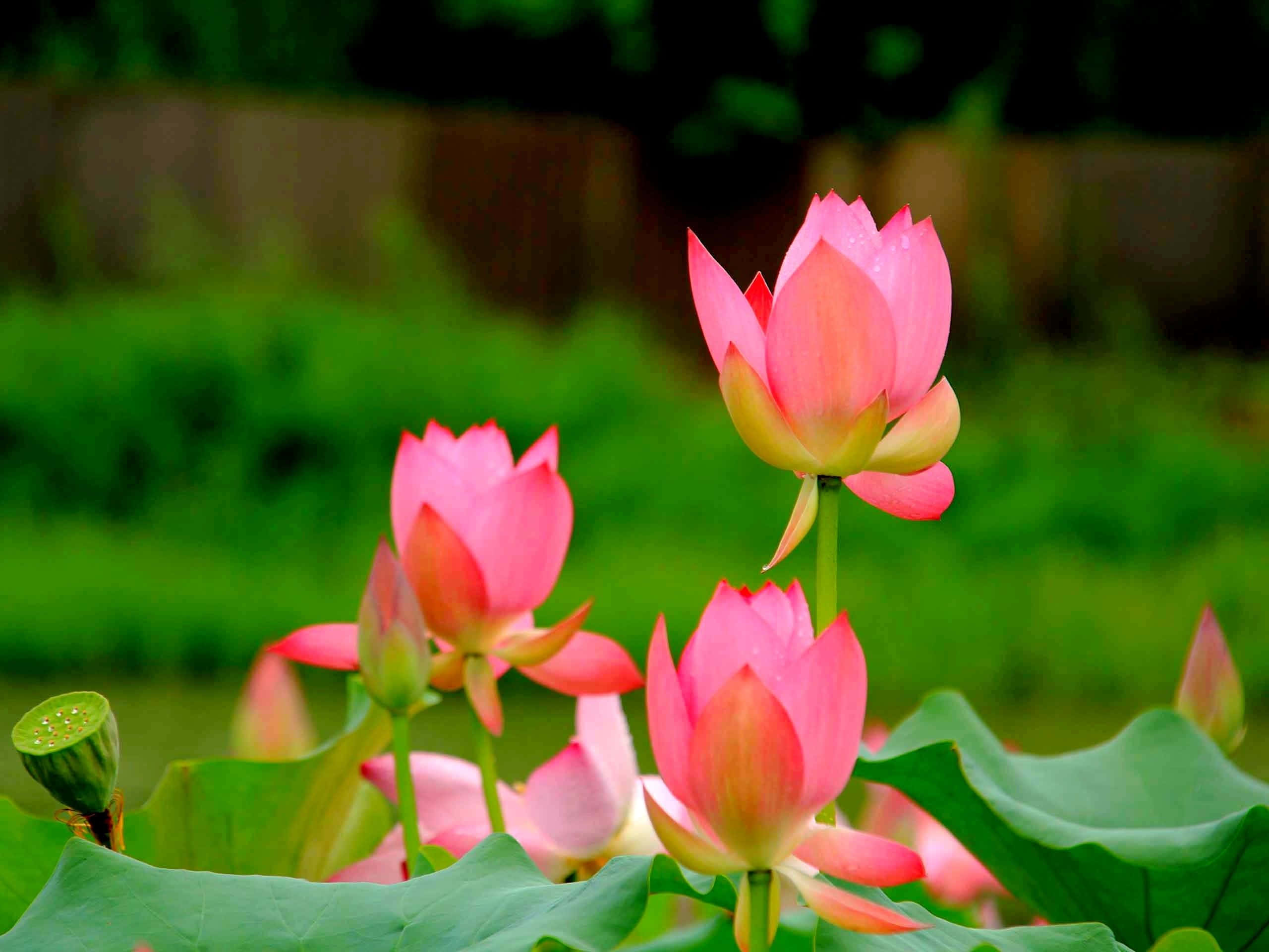 O floare de lotus senină, în plină înflorire Fundal