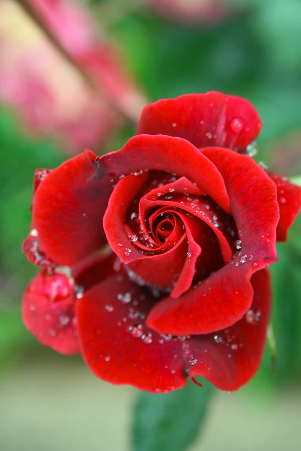 O floare de trandafir galben strălucitor în plină înflorire, înconjurată de petalele sale verzi luxuriante Fundal