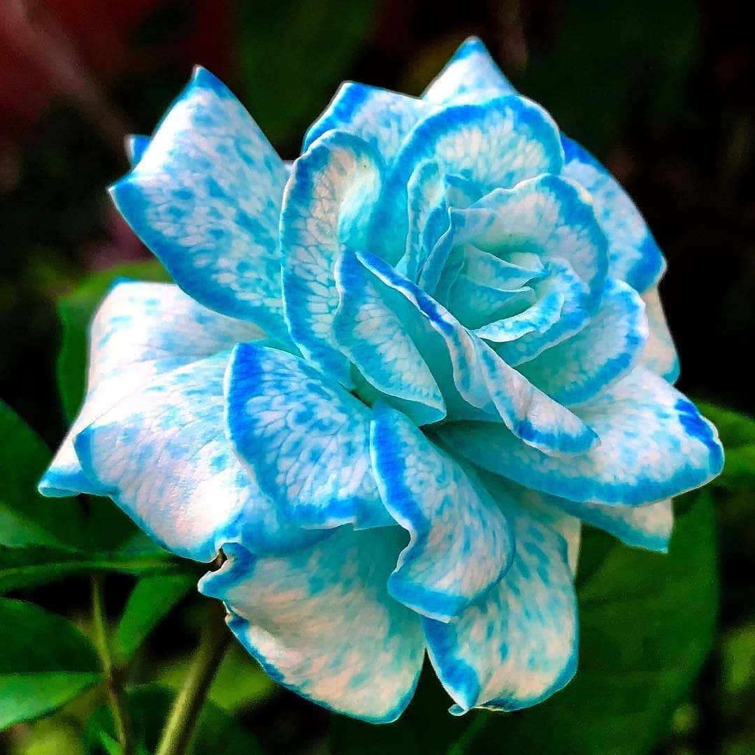 O floare de trandafir roșu magnific și vibrant Fundal