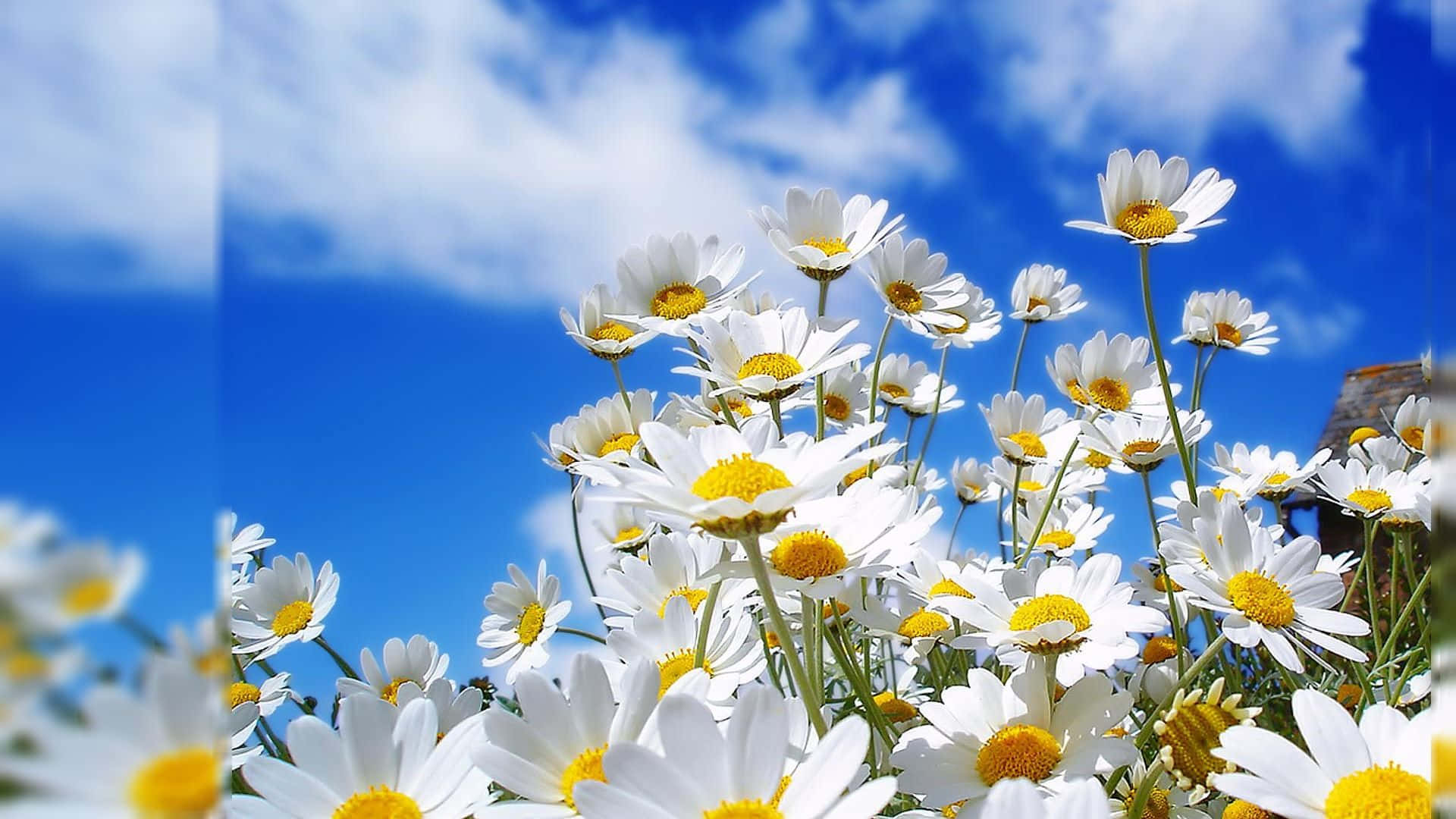 "O Floare Frumoasă în Contrast cu Simplicitatea Naturii" Fundal