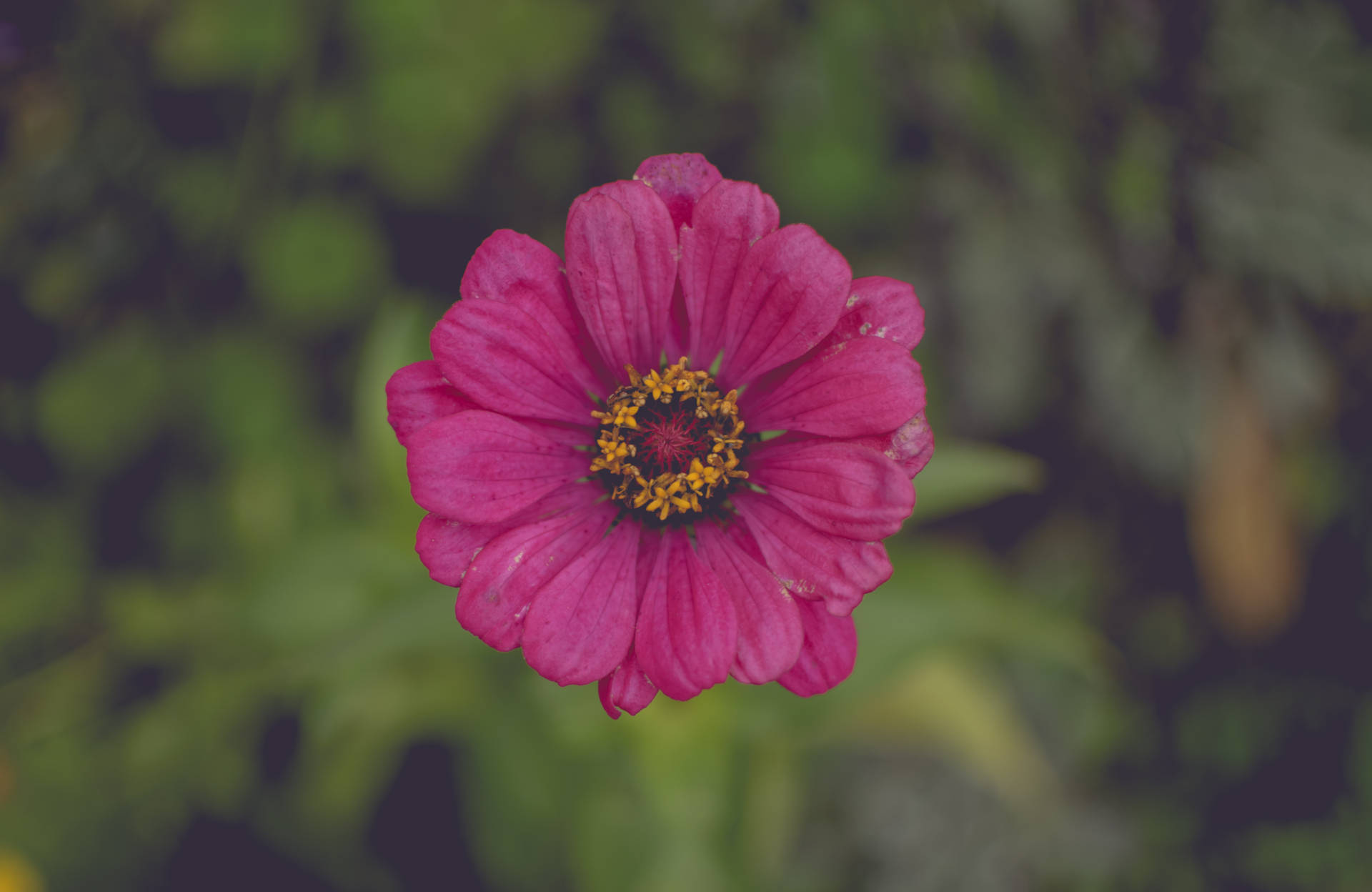 Wallpaper fotografie de aproape floare roz închis. — Roz Fundal