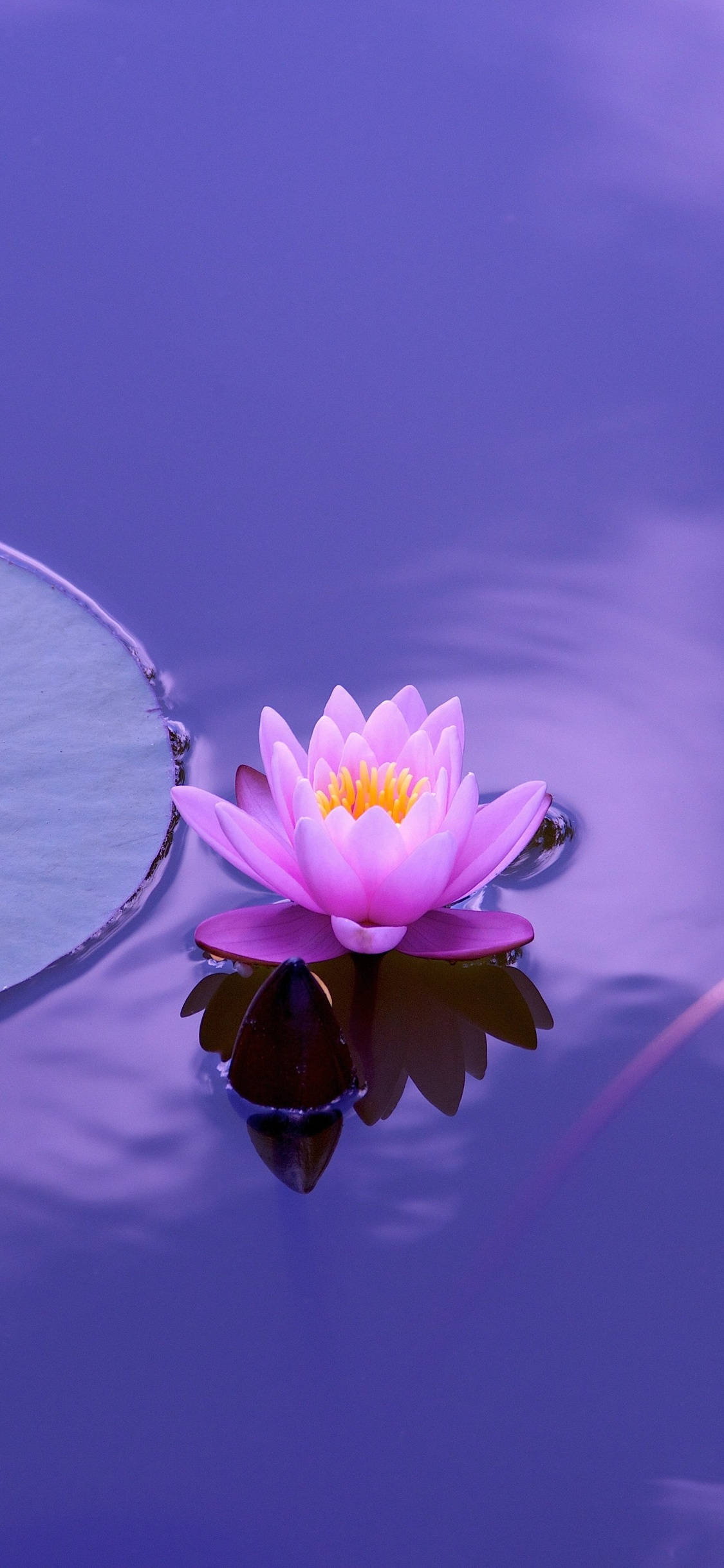 o floare roz plutind într-un iaz Fundal
