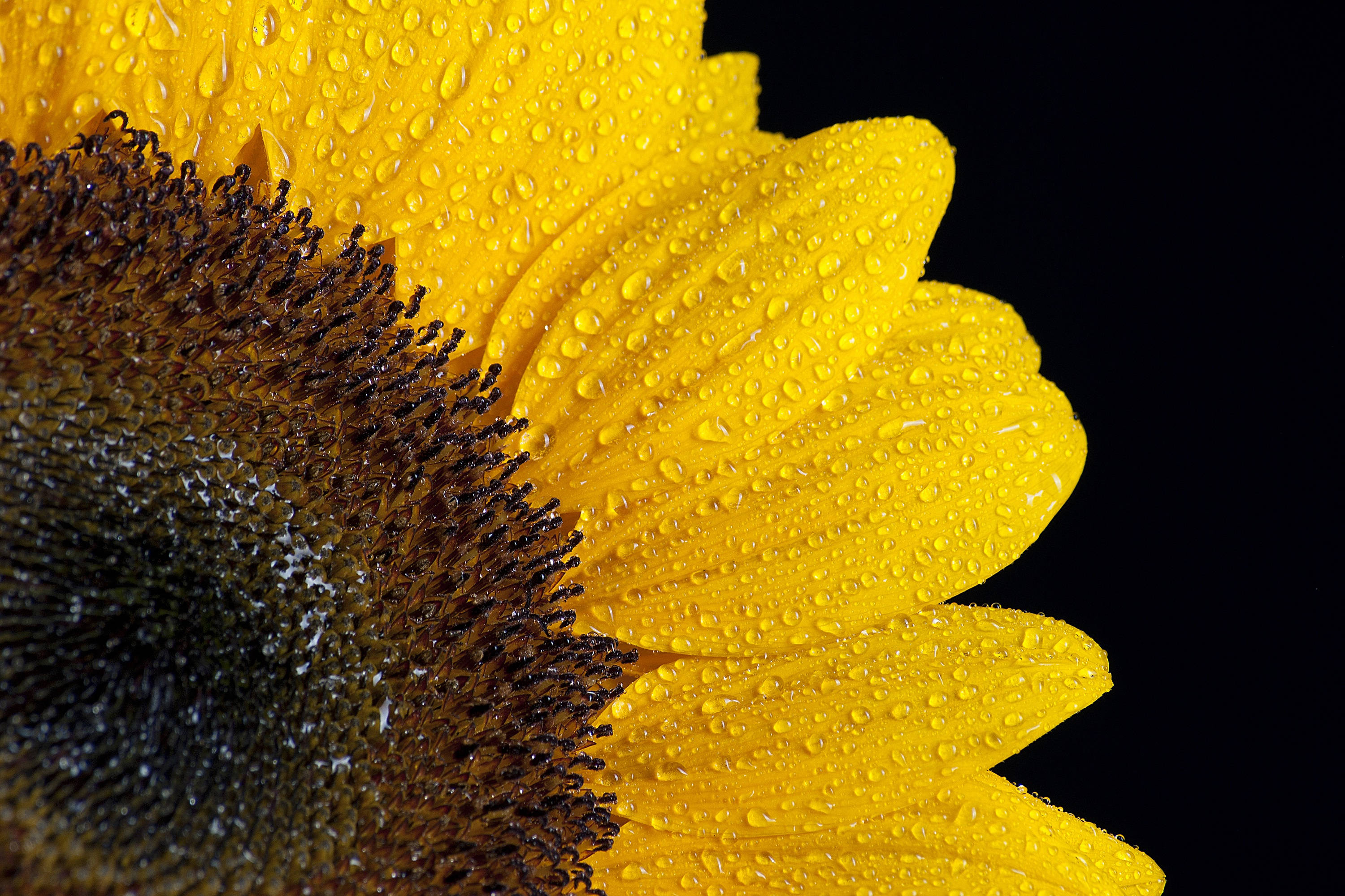 O floare-soarelui galbenă strălucitoare stând mândră, strălucind puternic în soarele verii, cu câteva picături de apă sclipitoare lipite încă de petalele sale. Fundal