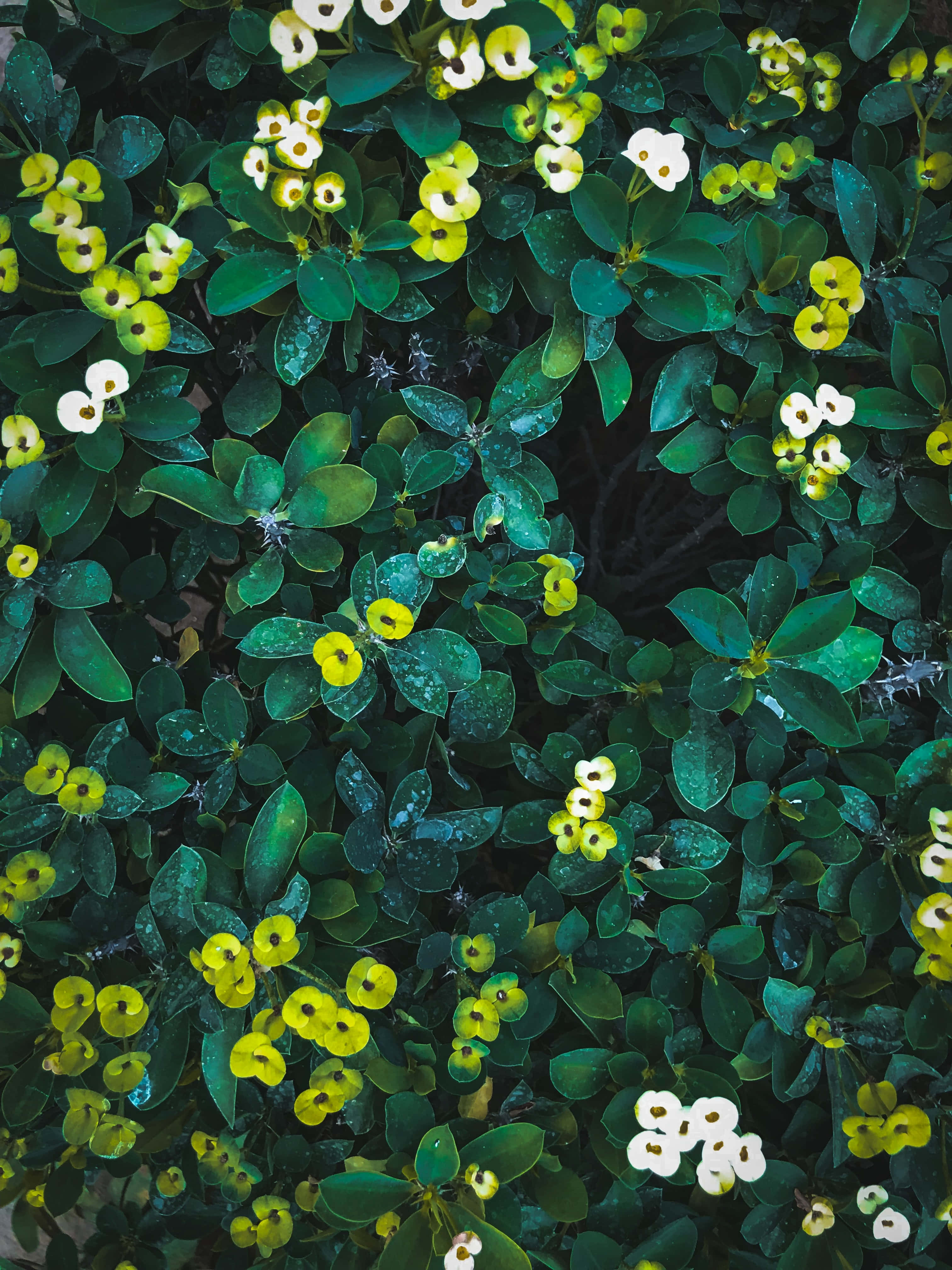 O floare verde captivantă în mediul său natural Fundal