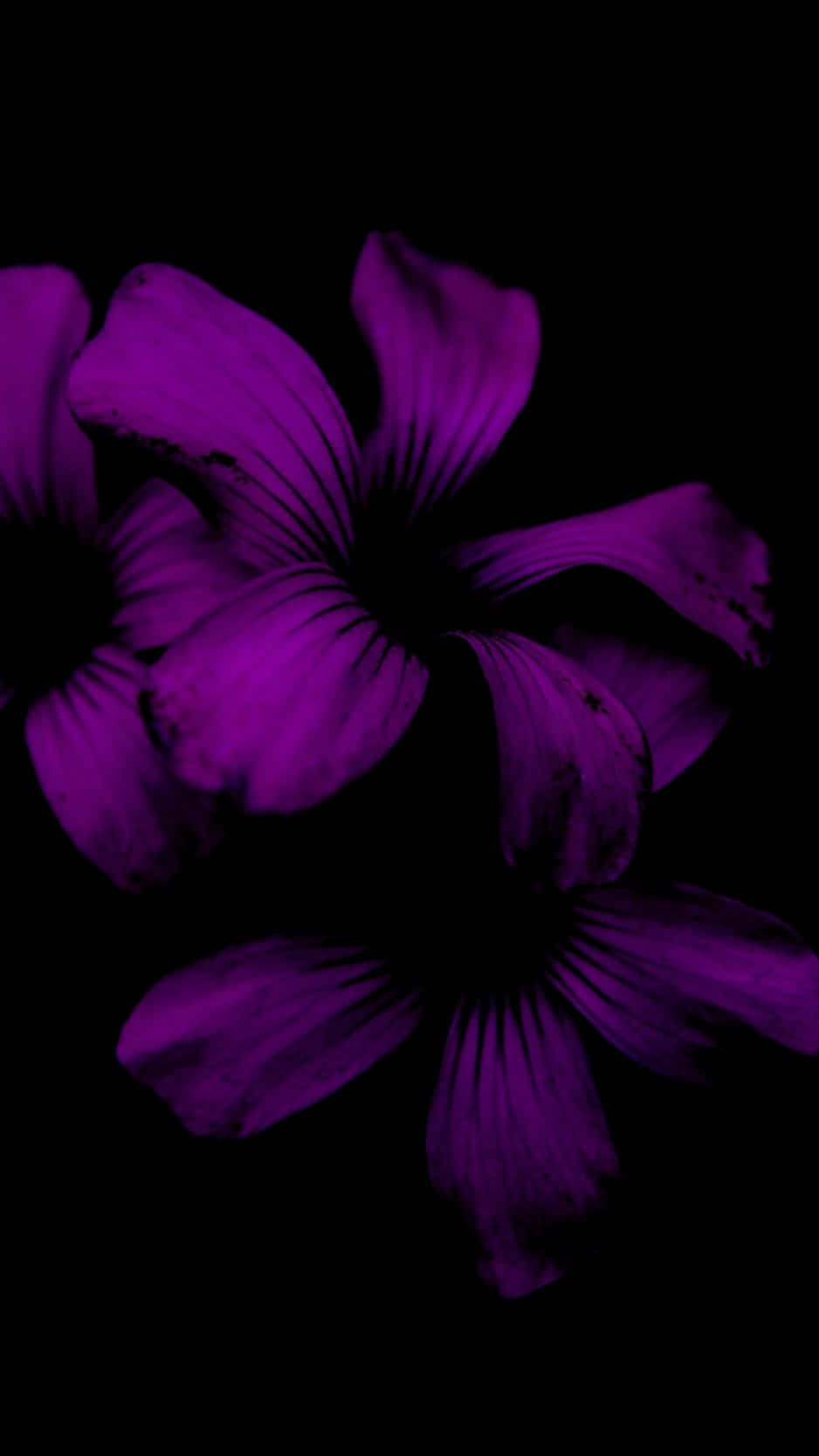 O floare vibrantă înflorește pe fundalul negru al unui iPhone. Fundal