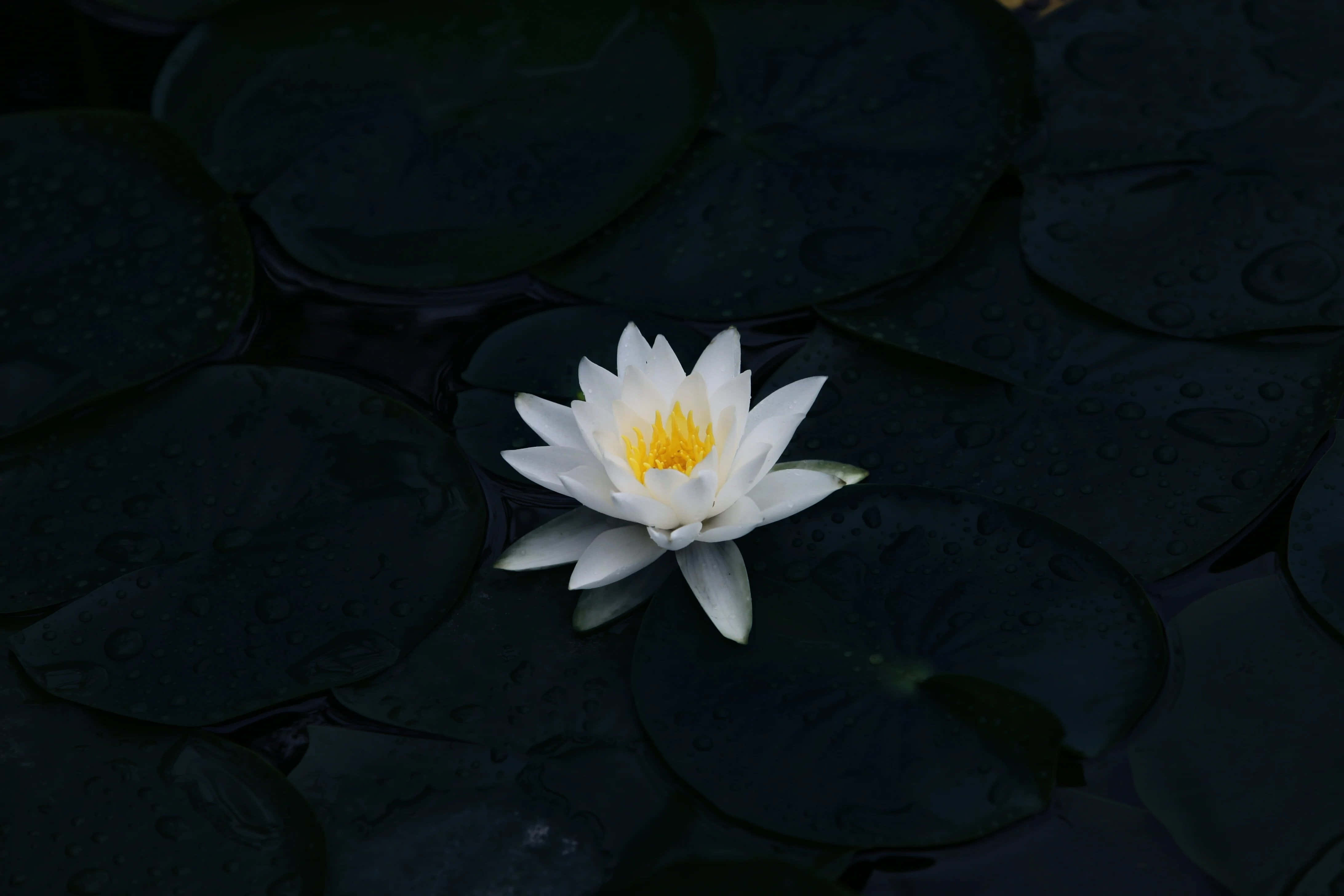 O floare vibrantă roz și mov în plină înflorire. Fundal